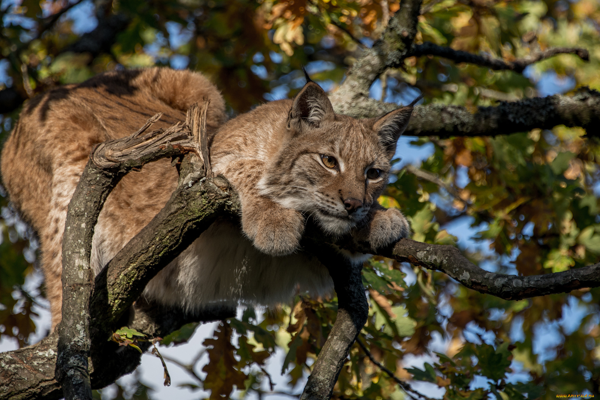 животные, рыси, рысь