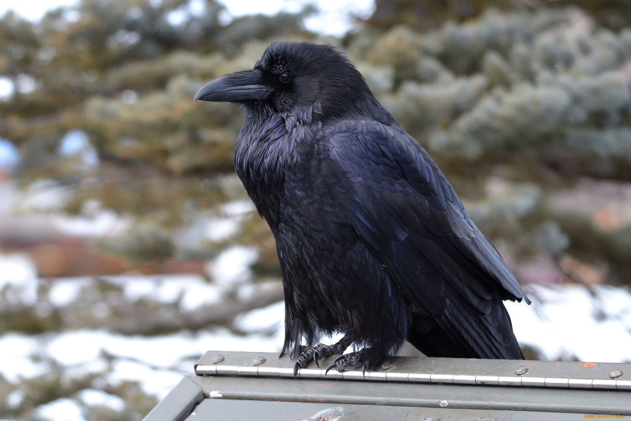 животные, вороны, , грачи, , галки, ворон