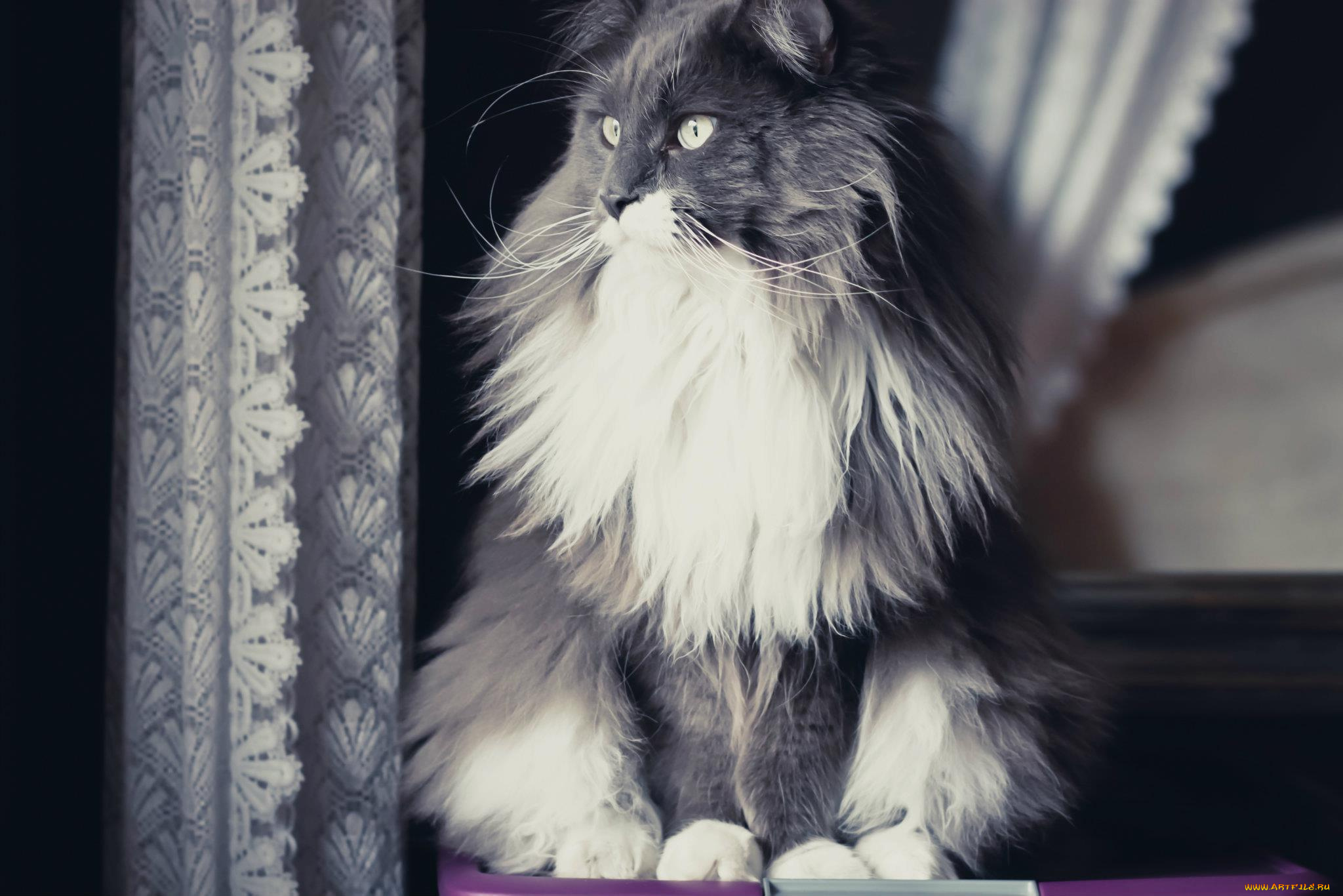 животные, коты, усы, взгляд, коте, киса, ушки