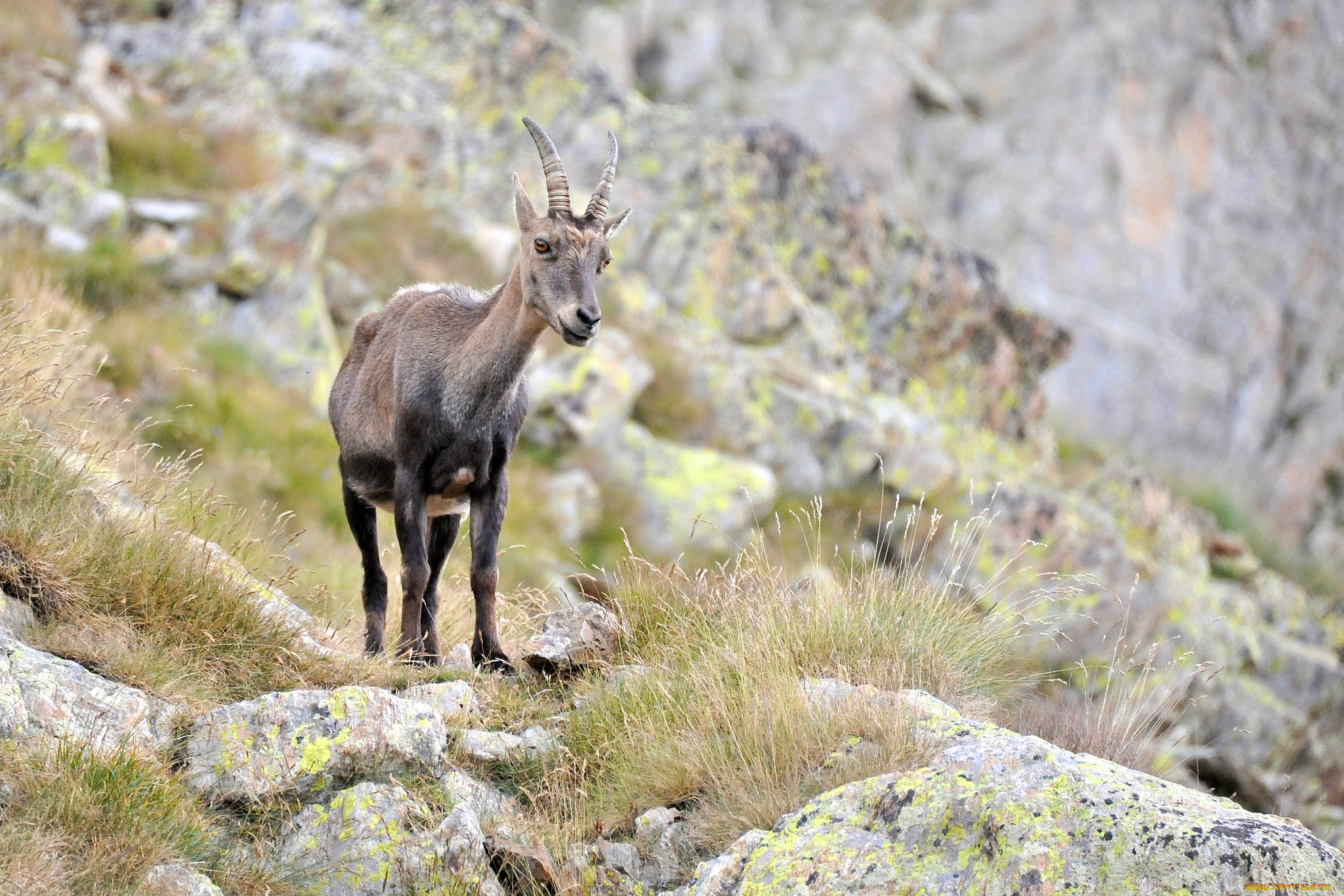 животные, козы, горный, козел