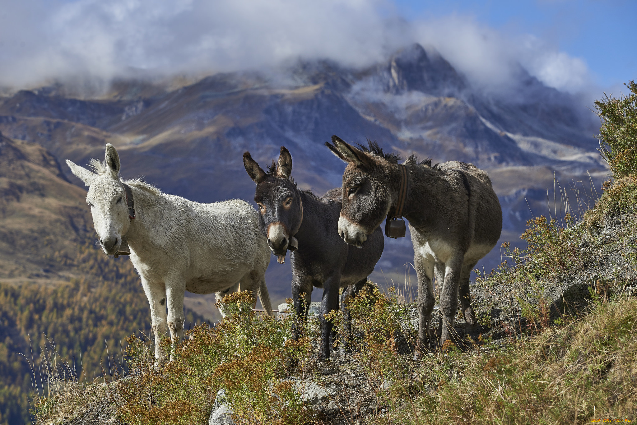 животные, ослы, ослики
