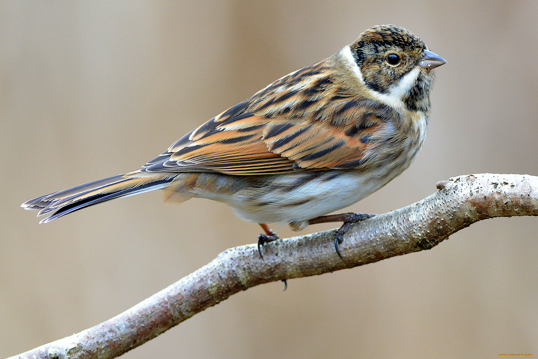 животные, воробьи, птичка