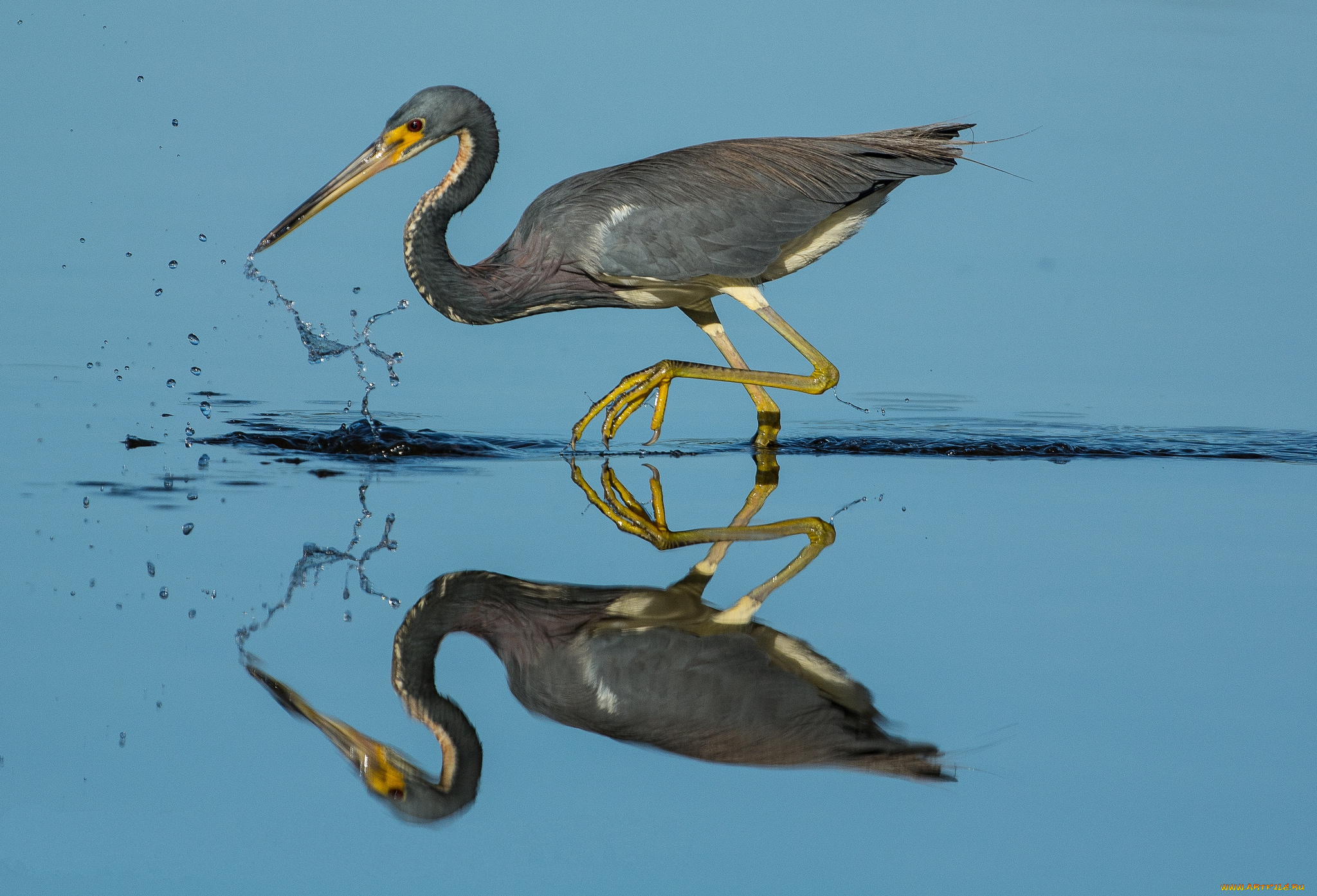 животные, цапли, , выпи, серая, цапля