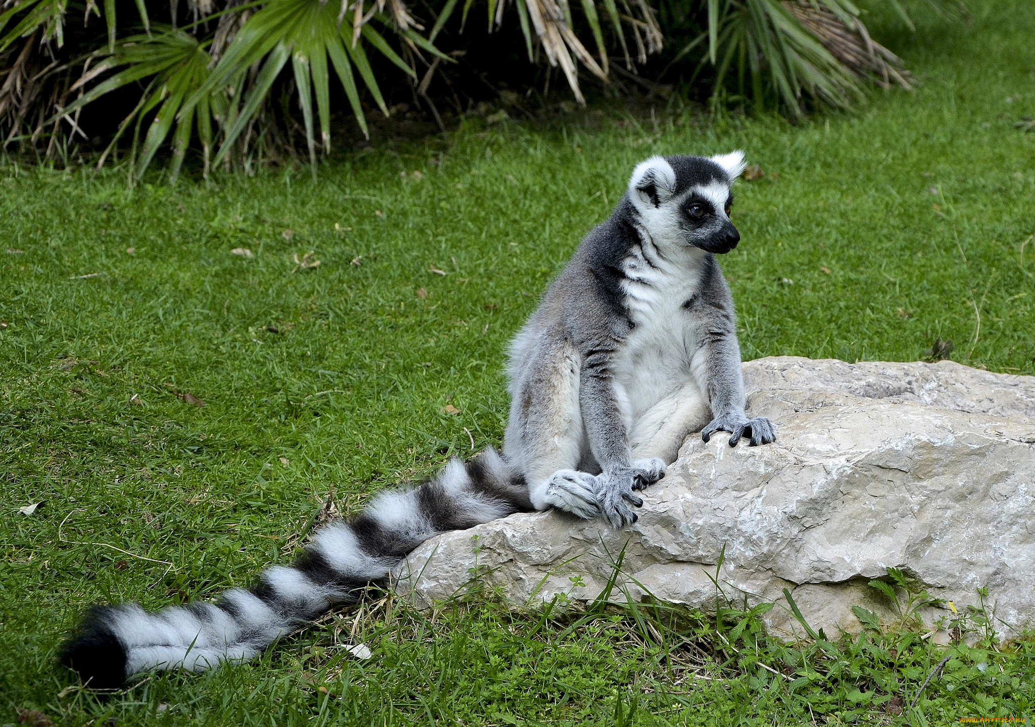 животные, лемуры, лемур