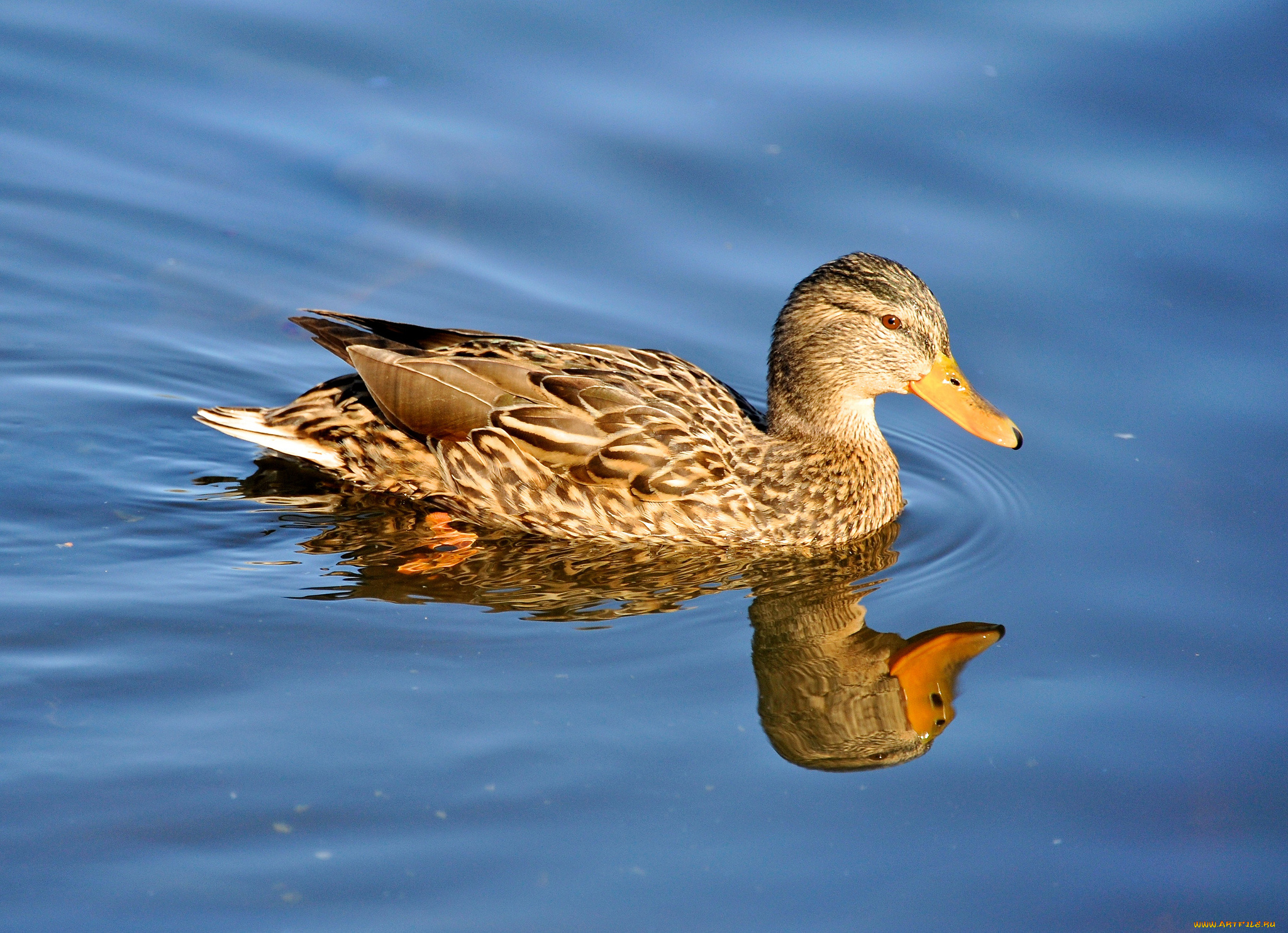 животные, утки, утка