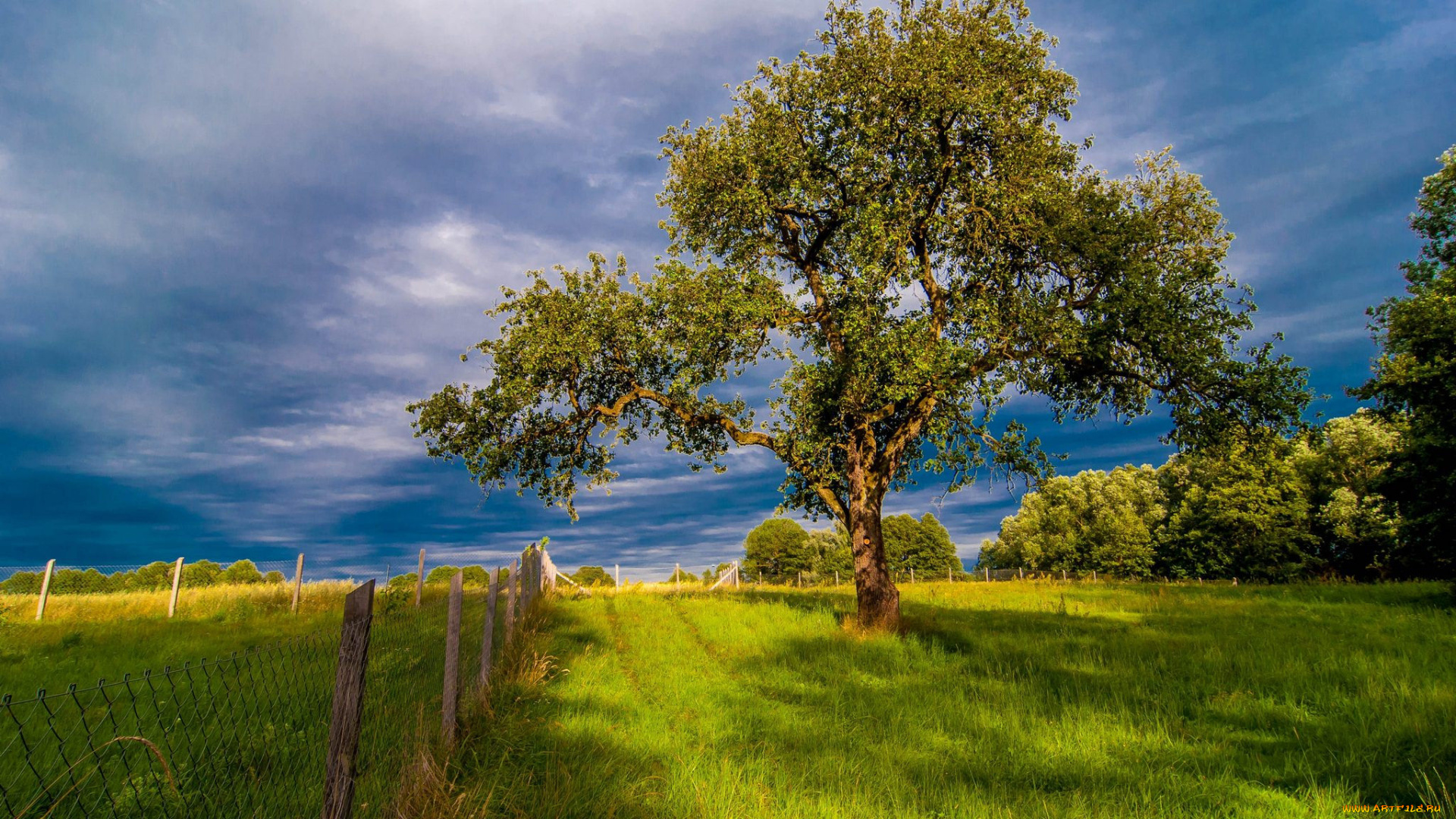 природа, деревья, простор