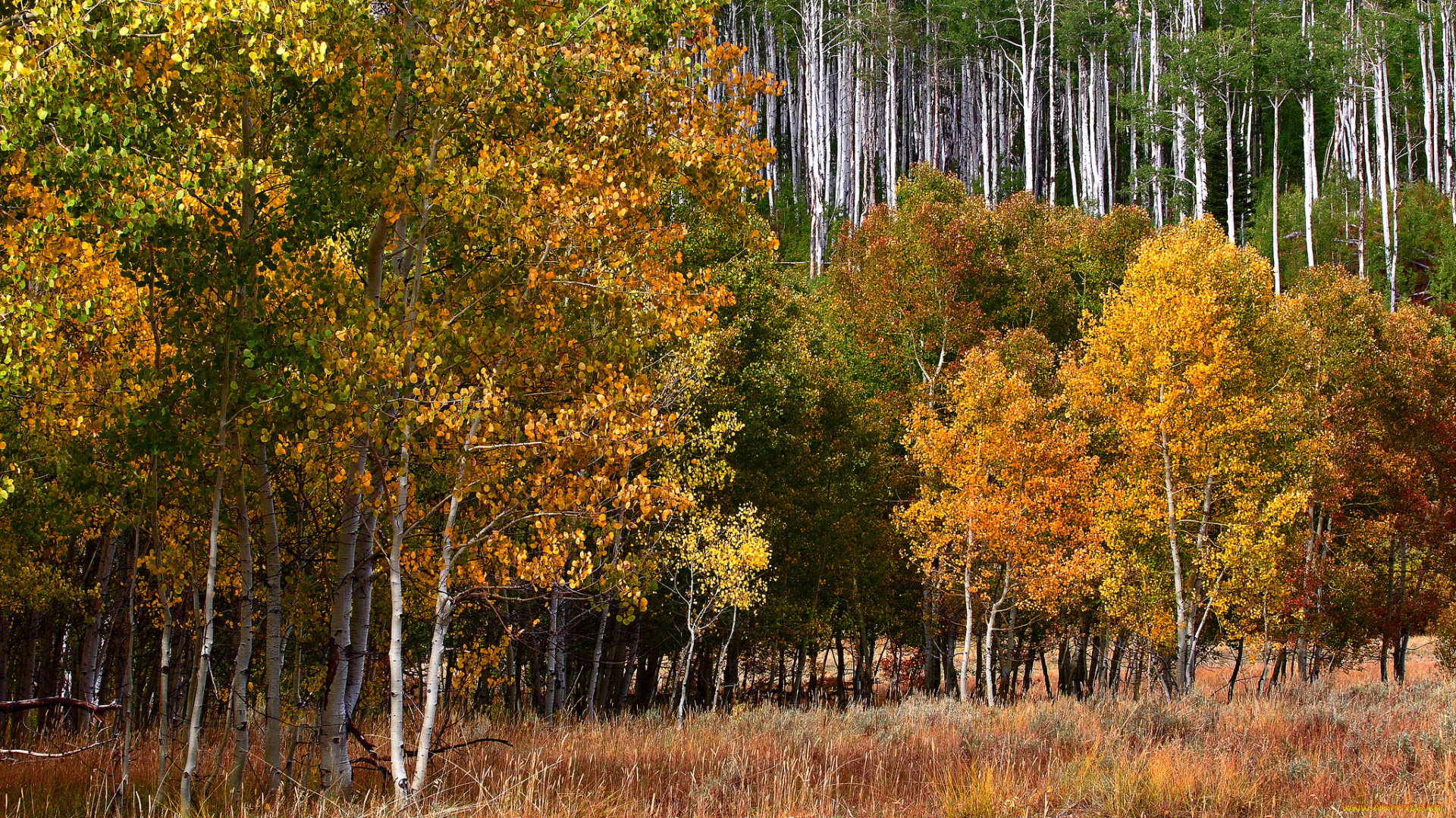 природа, лес, осень