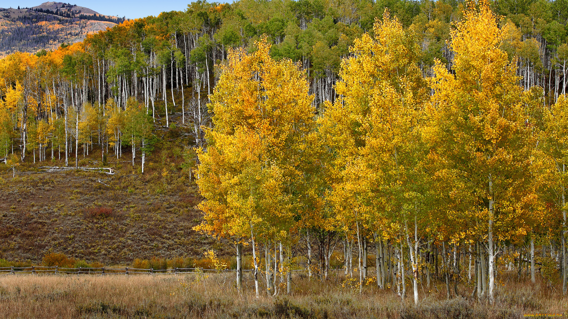 природа, лес, осень