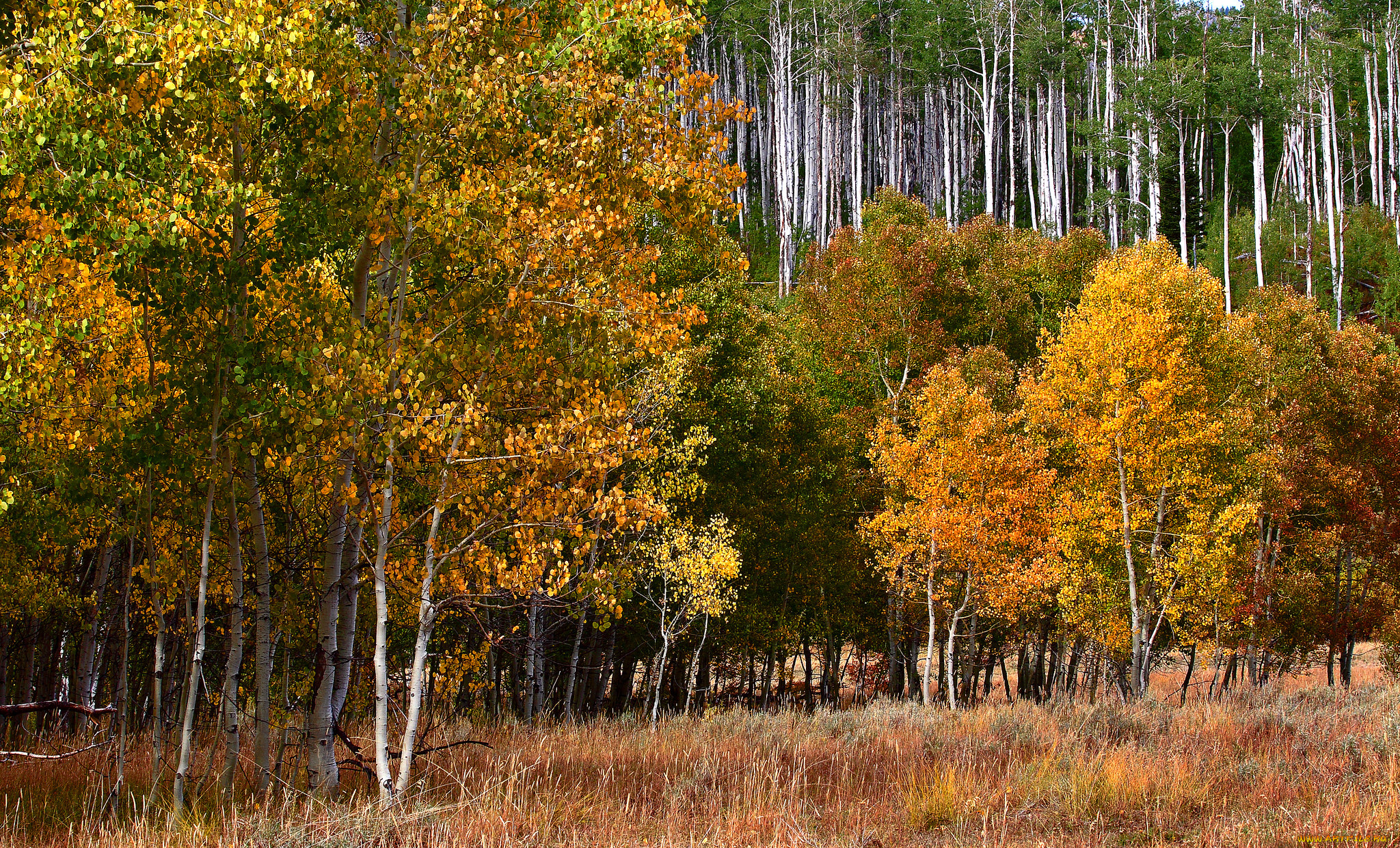 природа, лес, осень
