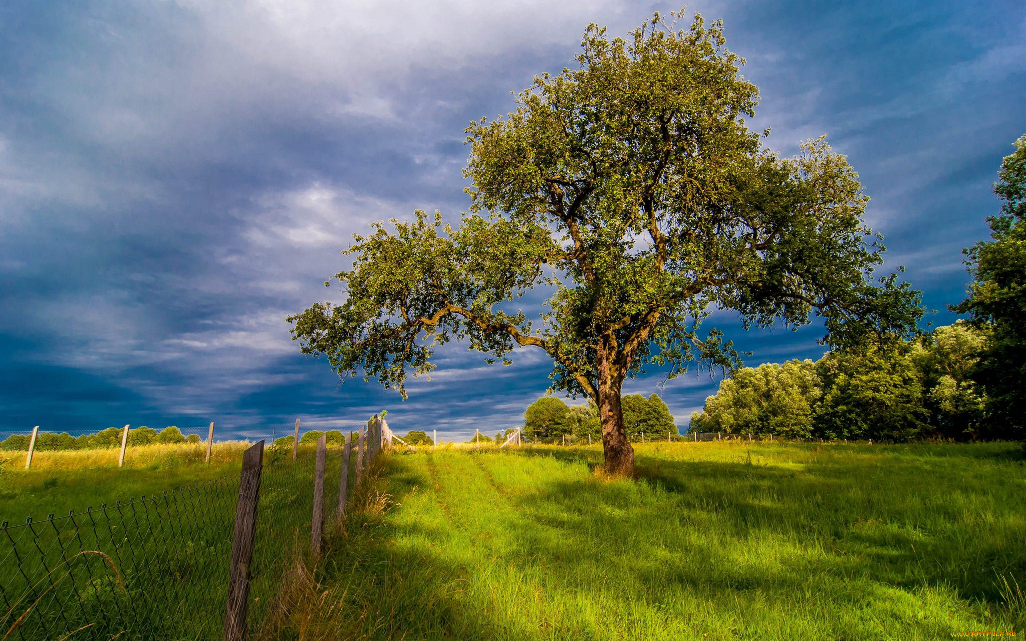 природа, деревья, простор