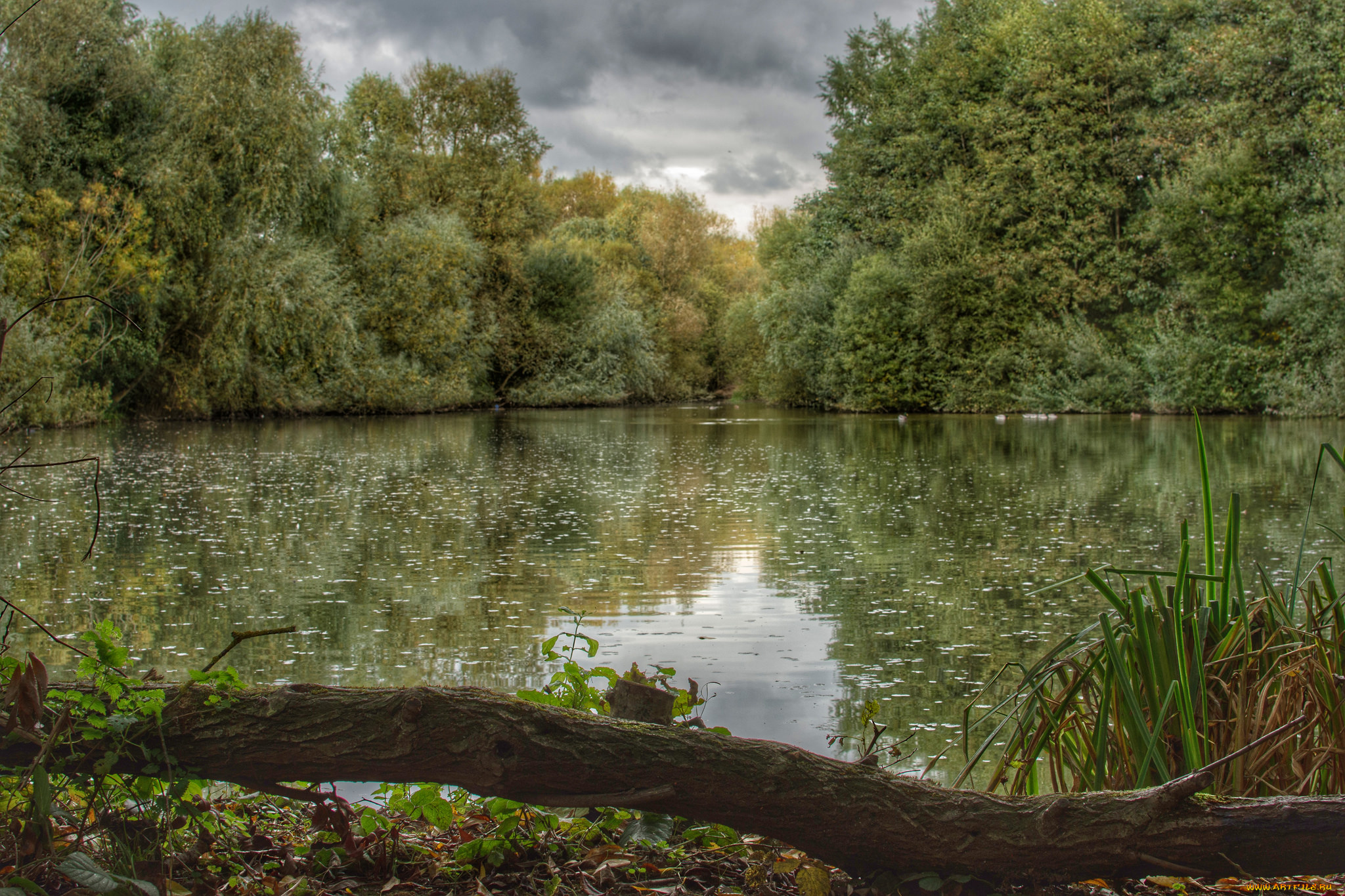 природа, реки, озера, лес, река