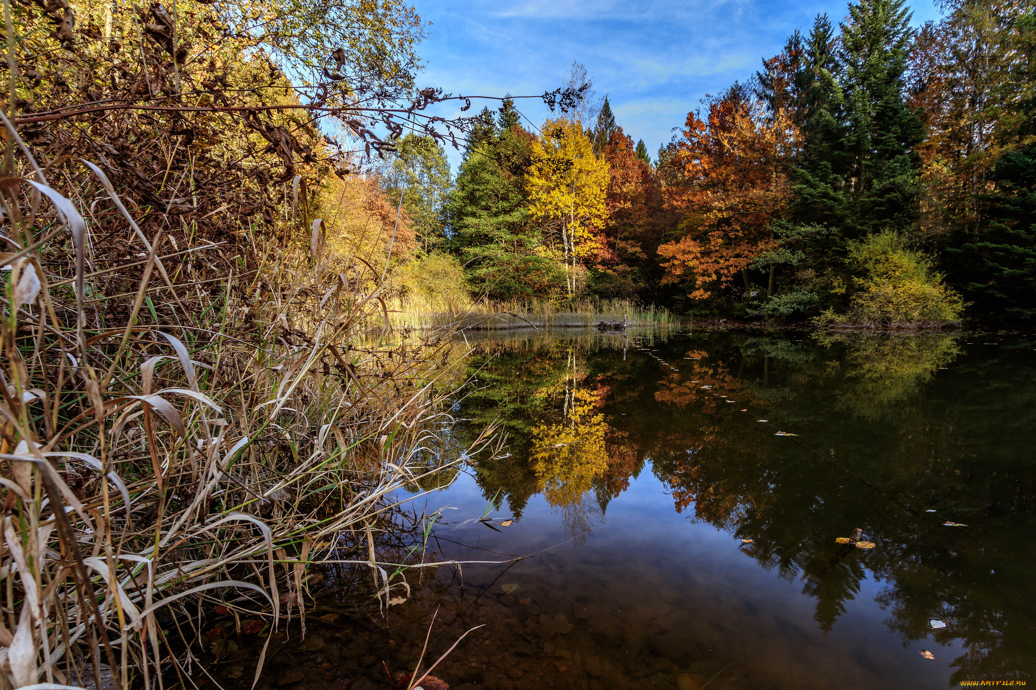 природа, реки, озера, река, лес