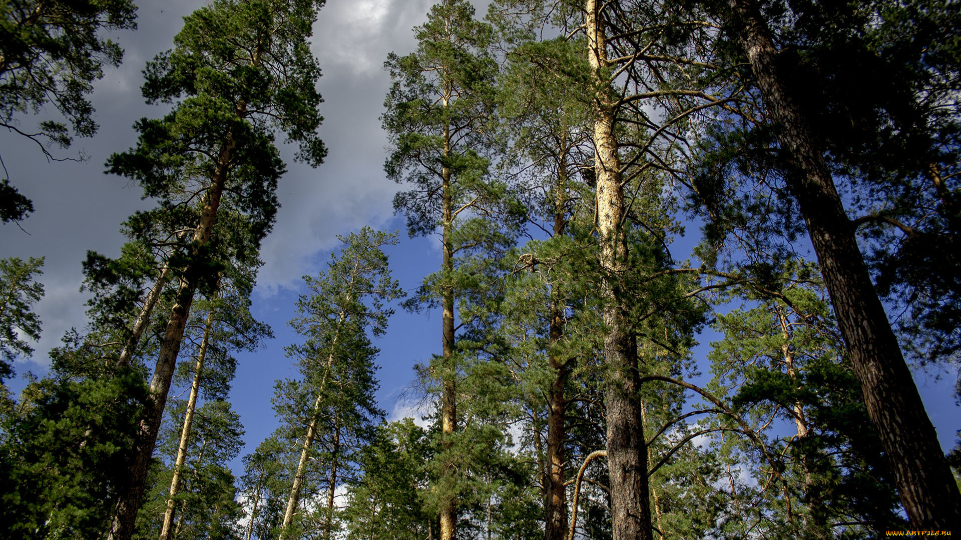 бузулукский, бор, природа, лес, бузулукский, бор, деревья, сосны