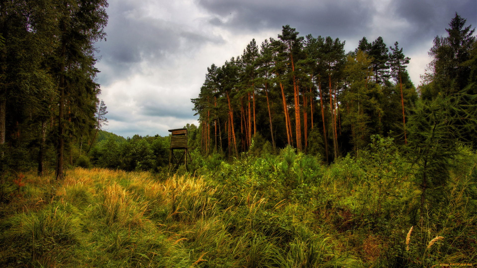 природа, лес, простор