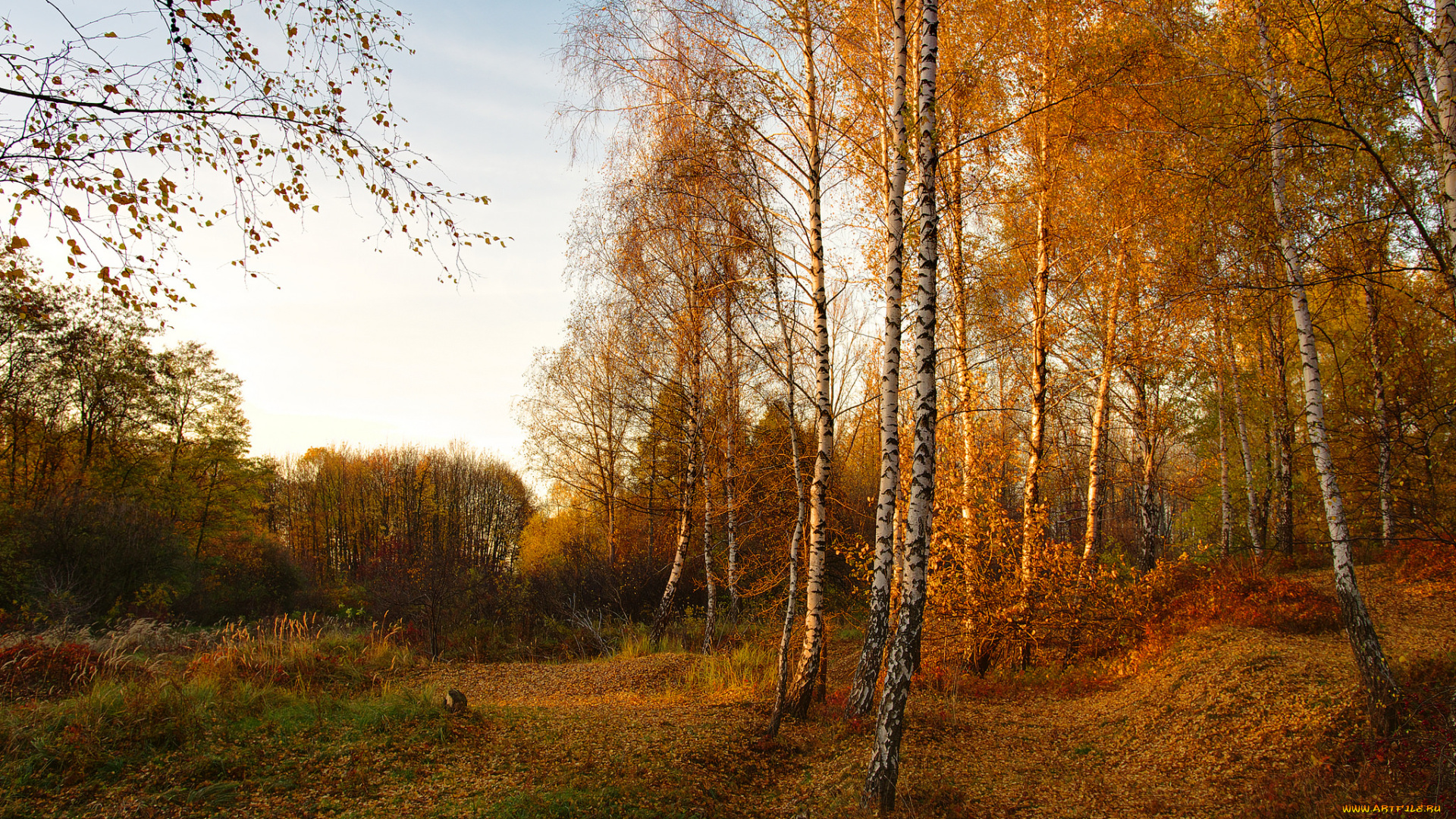 природа, лес, простор
