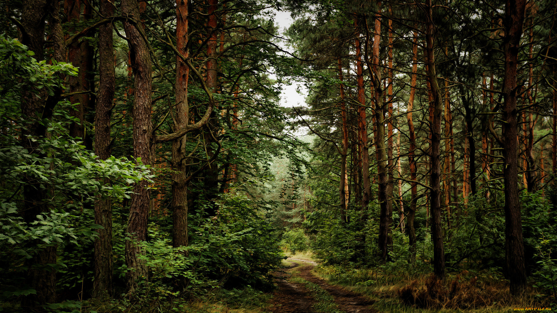 природа, лес, простор