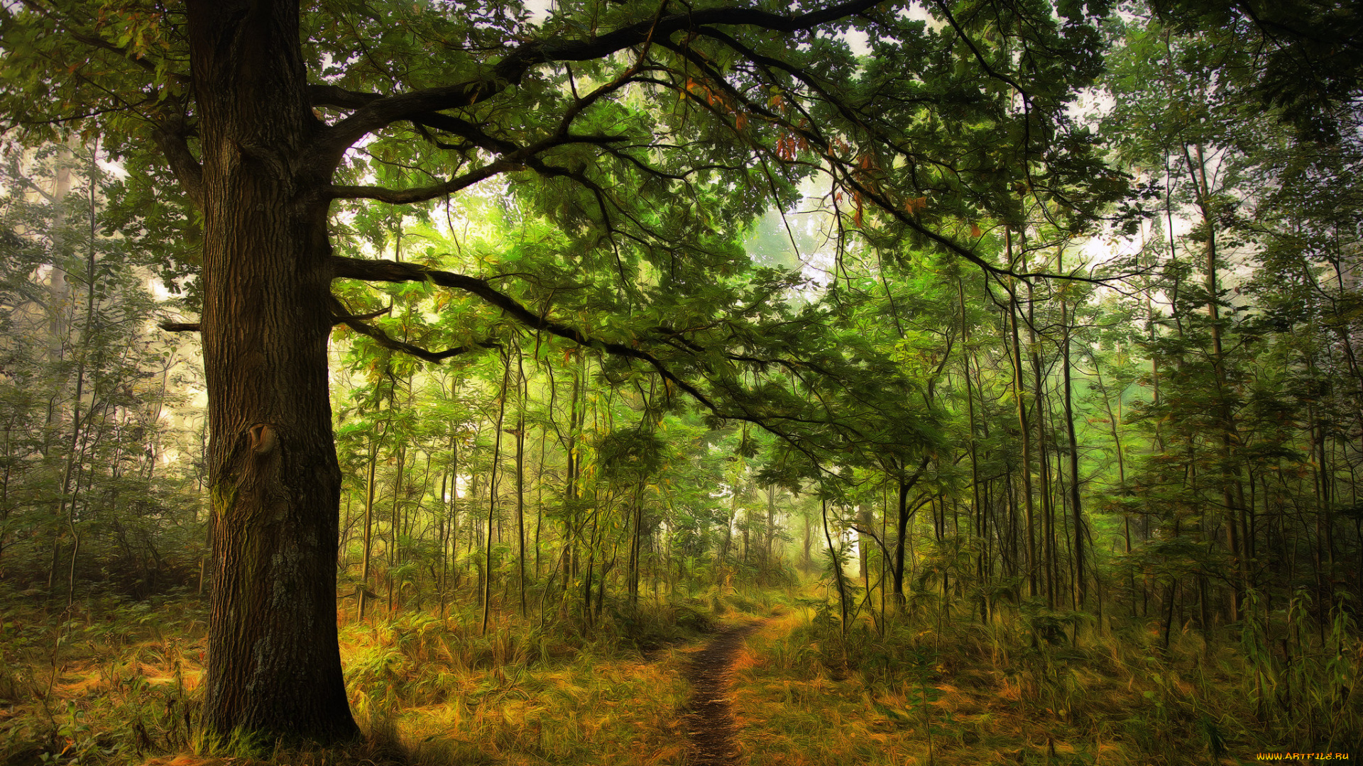 природа, лес, простор