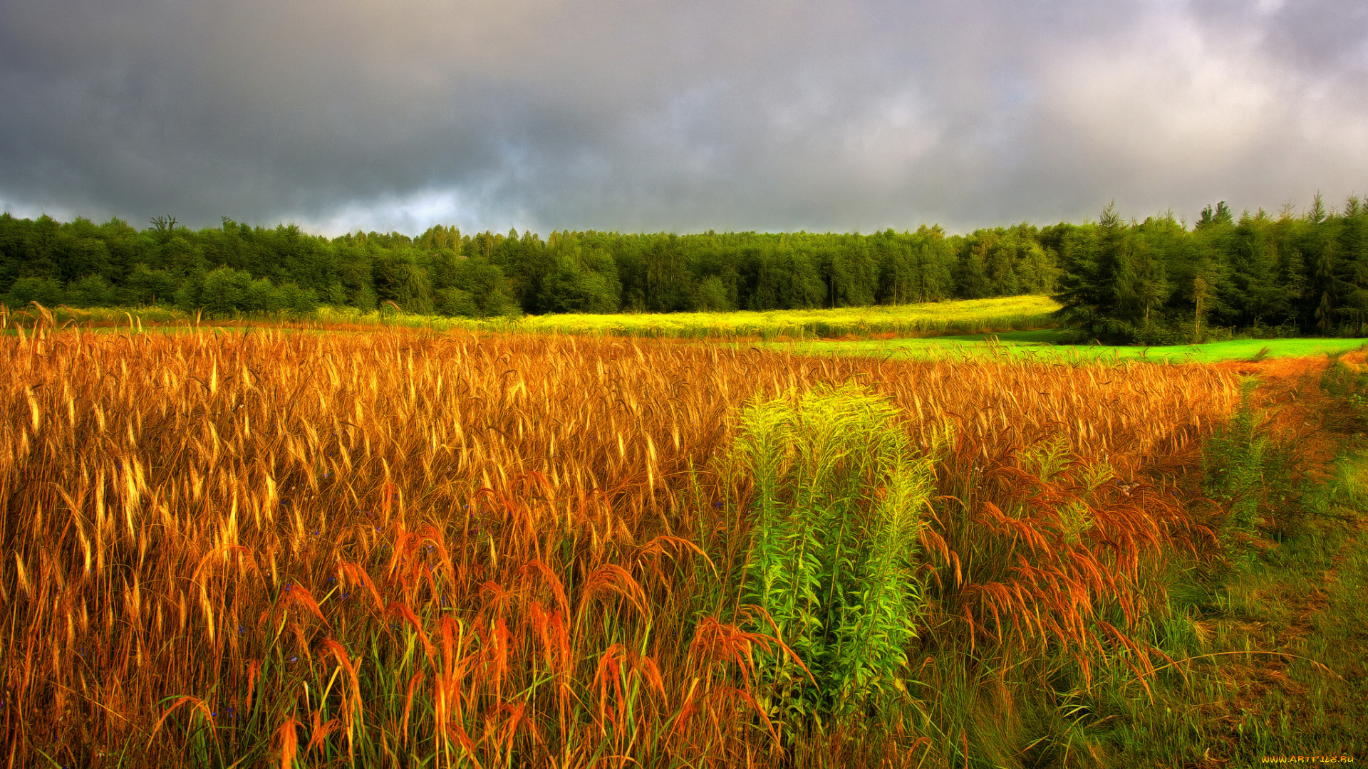 природа, поля, простор