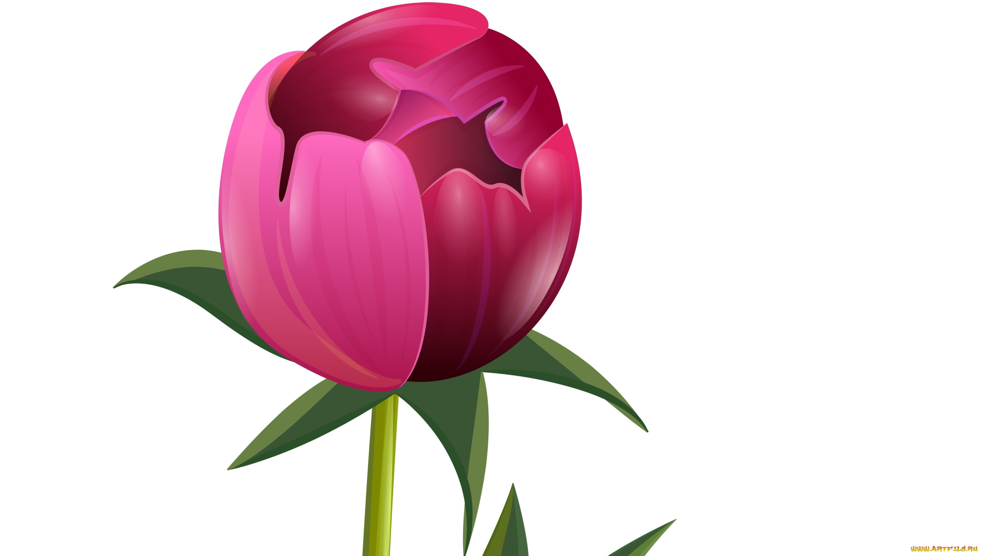 векторная, графика, цветы, , flowers, цветы, фон, лепестки