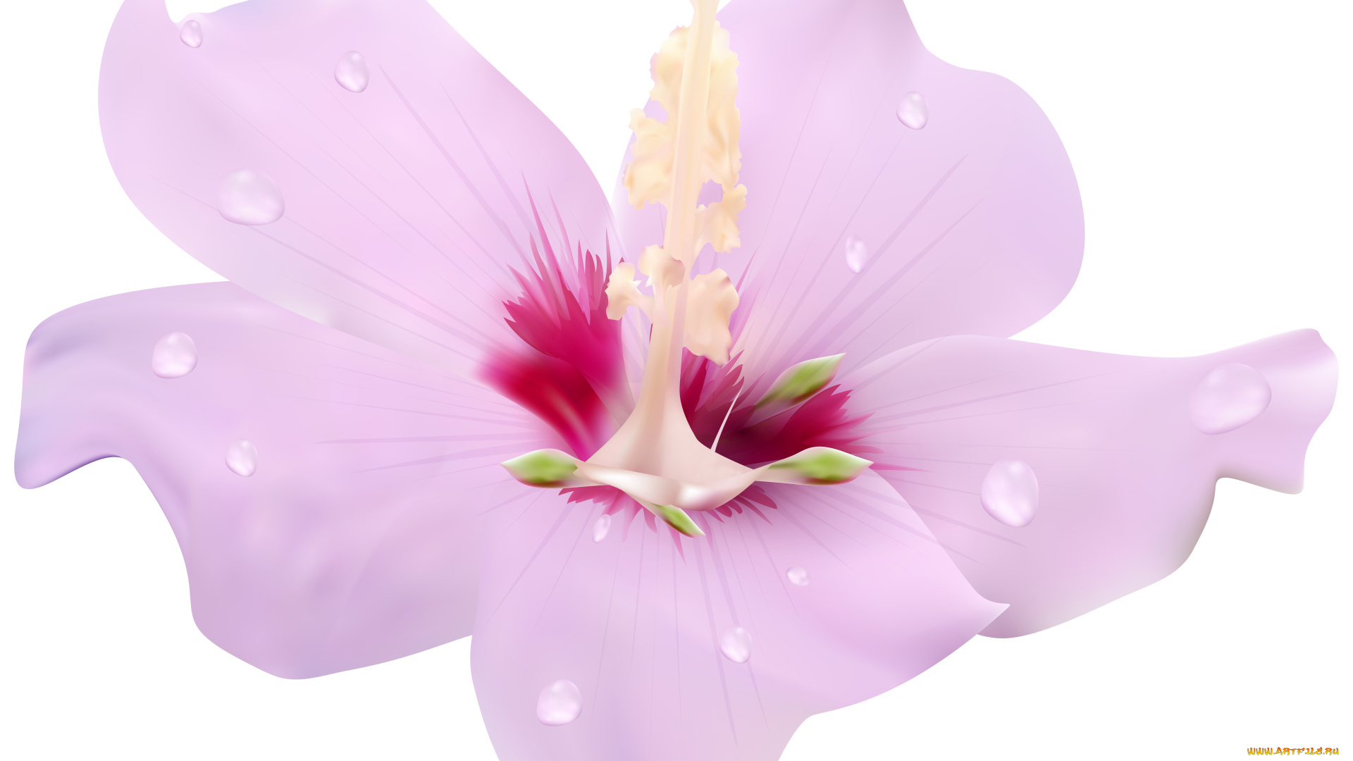 векторная, графика, цветы, , flowers, цветы, фон, лепестки