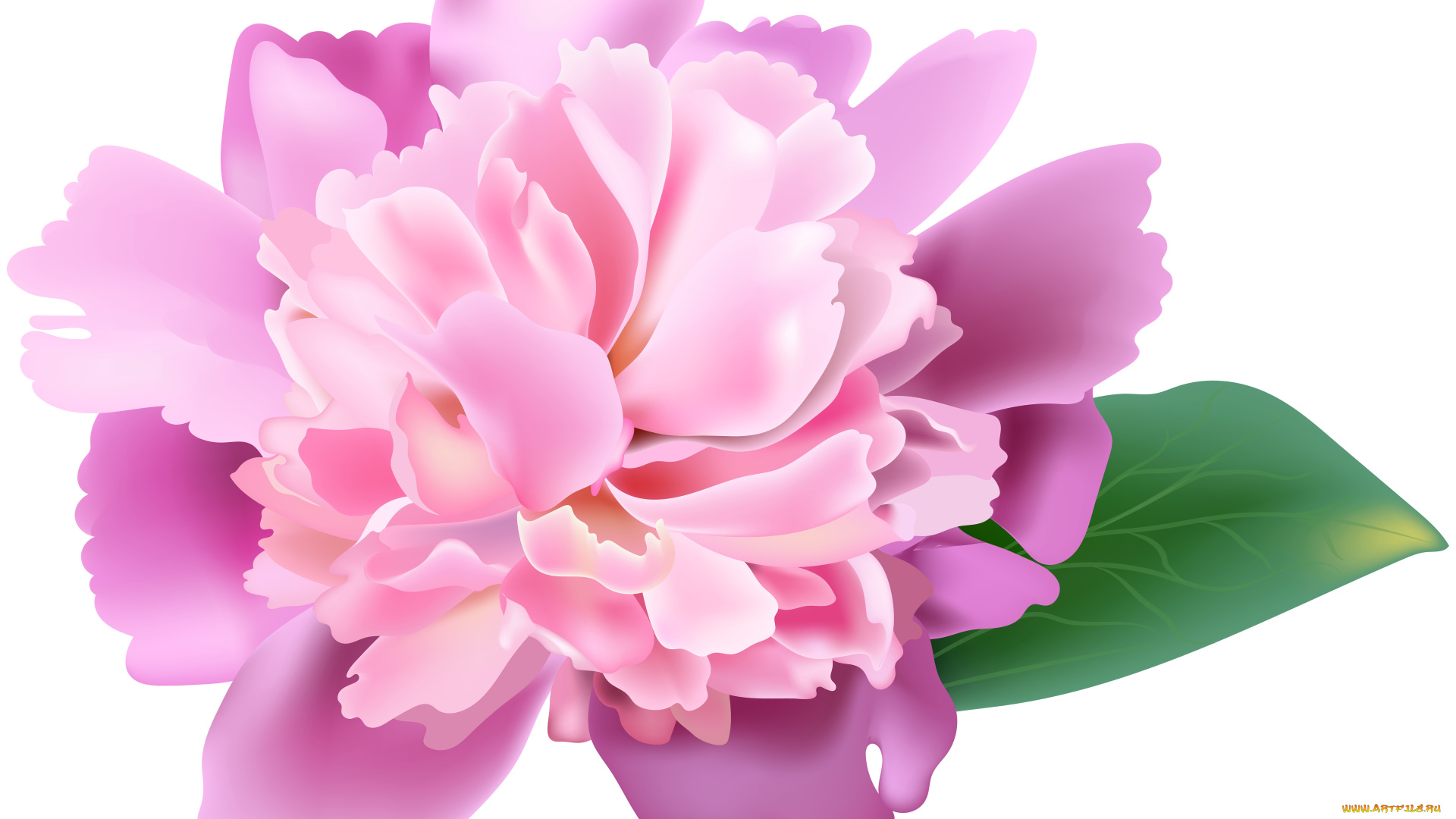 векторная, графика, цветы, , flowers, цветы, фон, лепестки