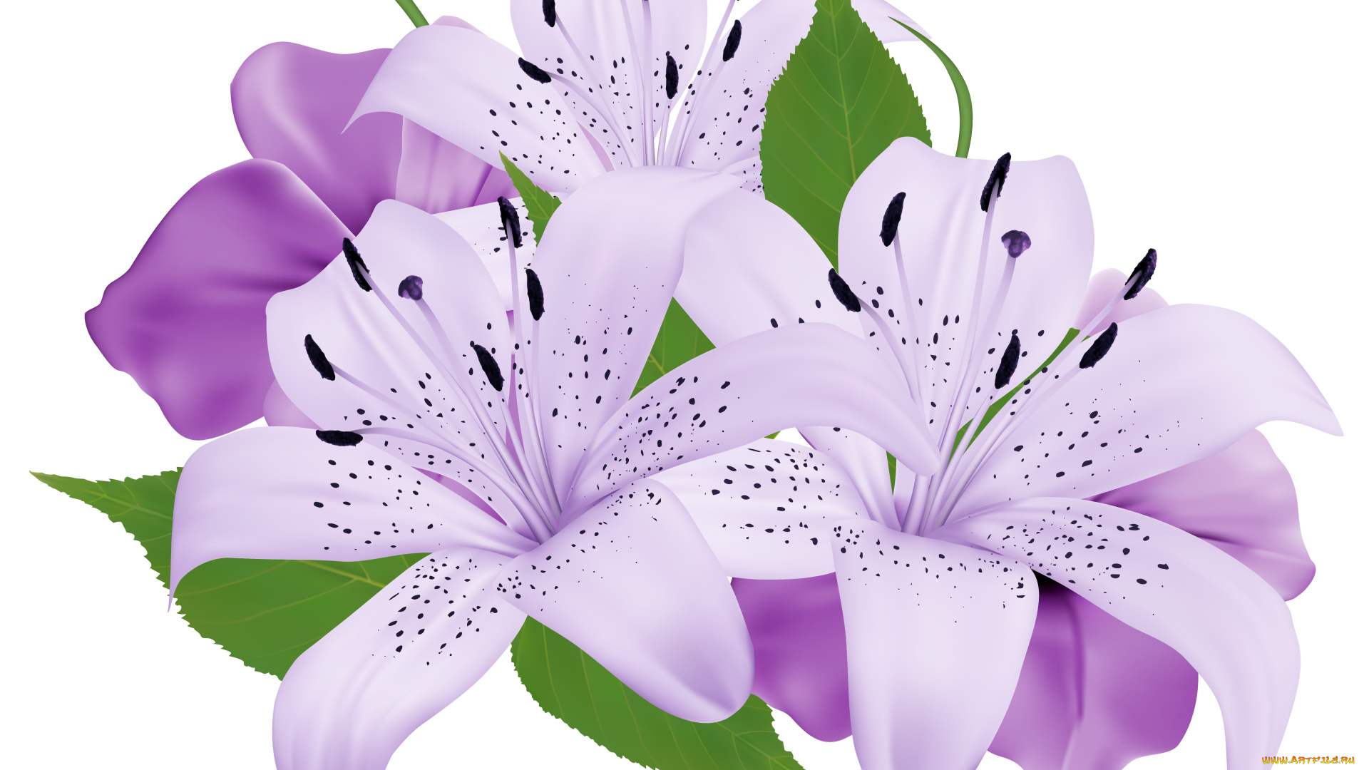 векторная, графика, цветы, , flowers, цветы, фон, лепестки