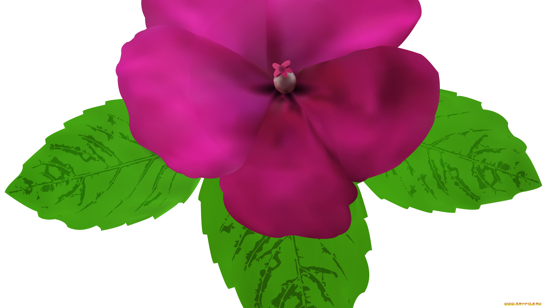 векторная, графика, цветы, , flowers, цветы, фон, лепестки