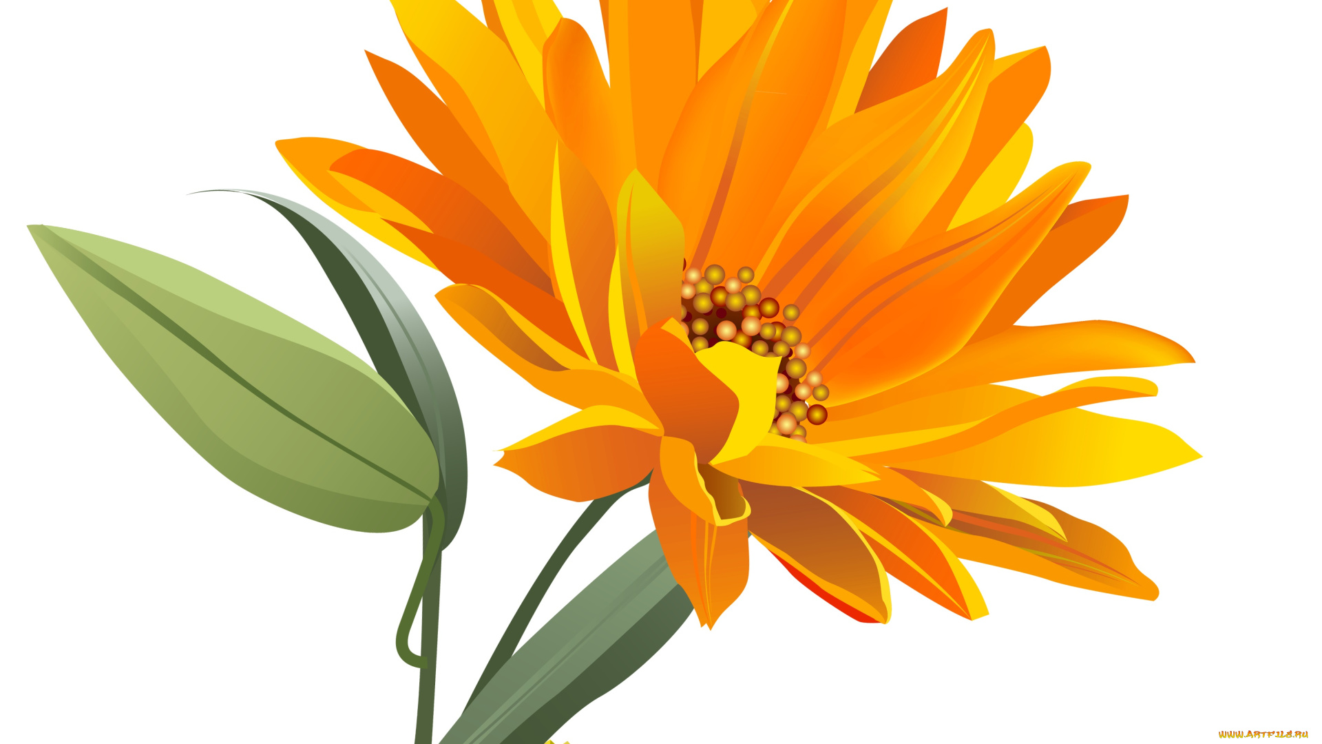 векторная, графика, цветы, , flowers, цветы, фон, лепестки