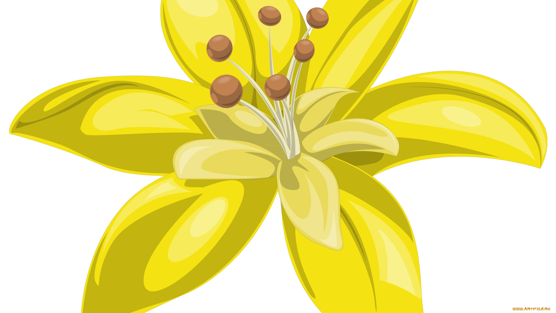 векторная, графика, цветы, , flowers, цветы, фон, лепестки