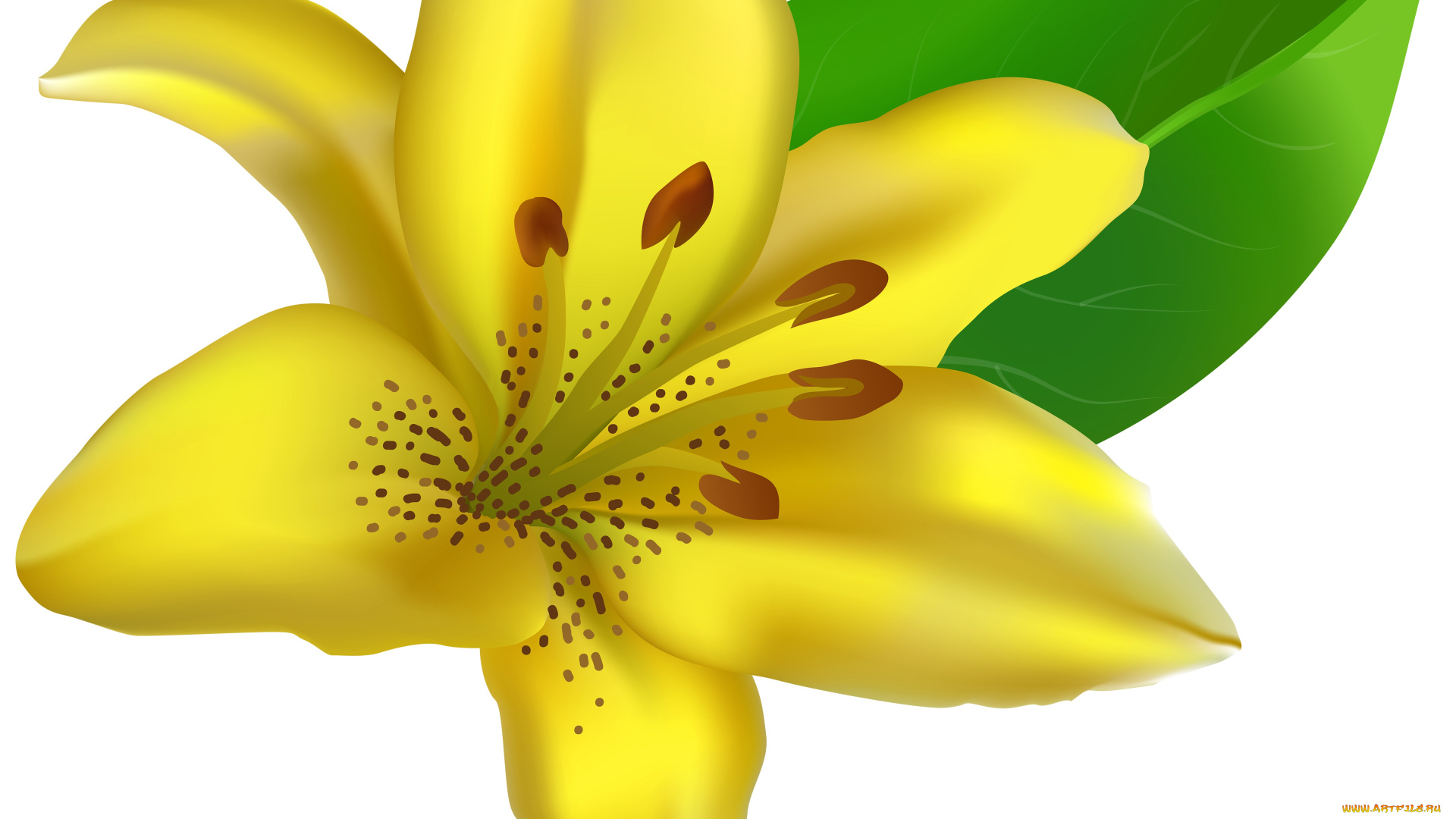 векторная, графика, цветы, , flowers, цветы, фон, лепестки