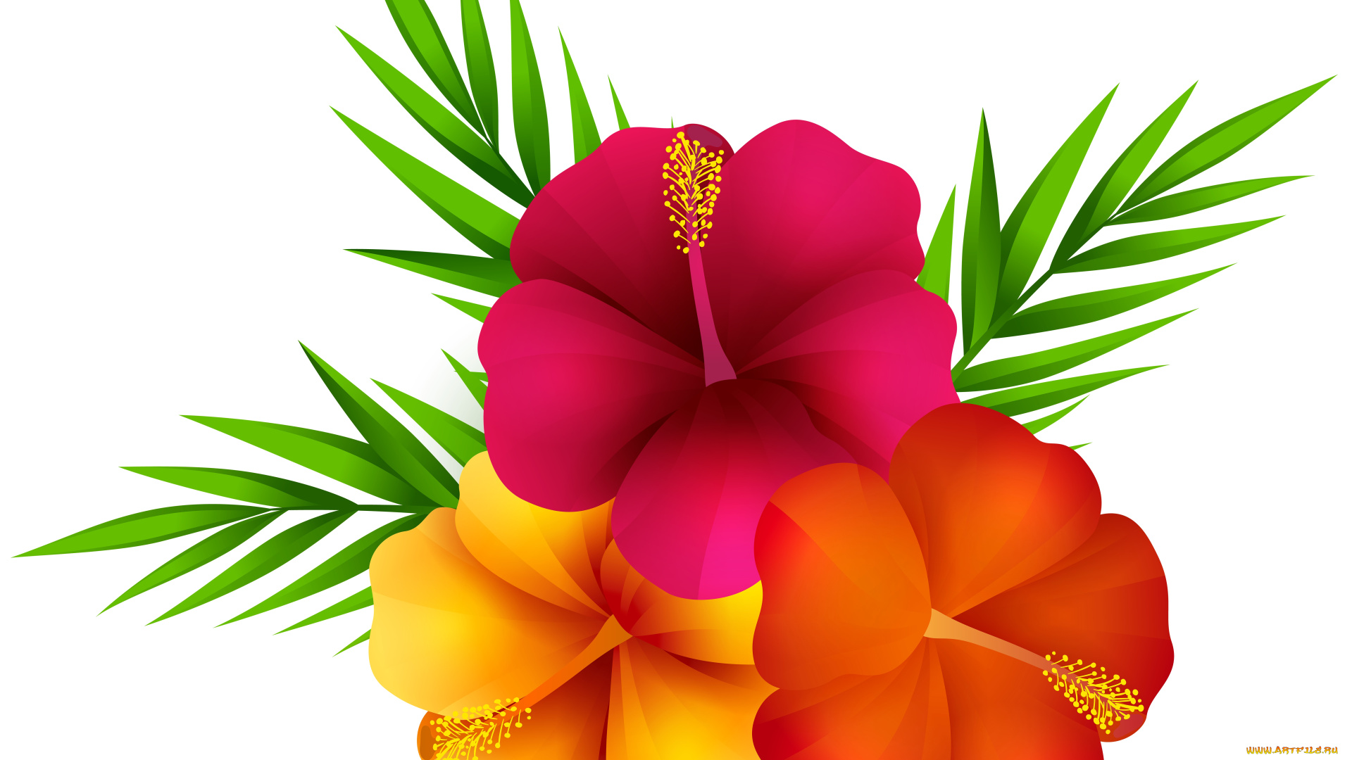 векторная, графика, цветы, , flowers, цветы, фон, лепестки