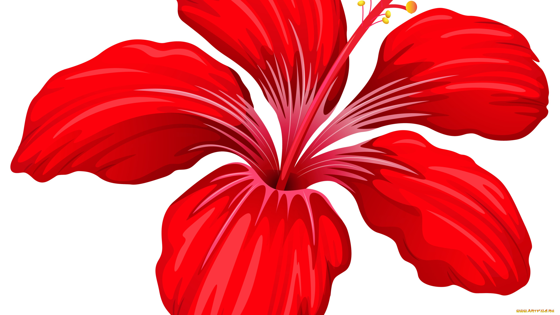 векторная, графика, цветы, , flowers, цветы, фон, лепестки