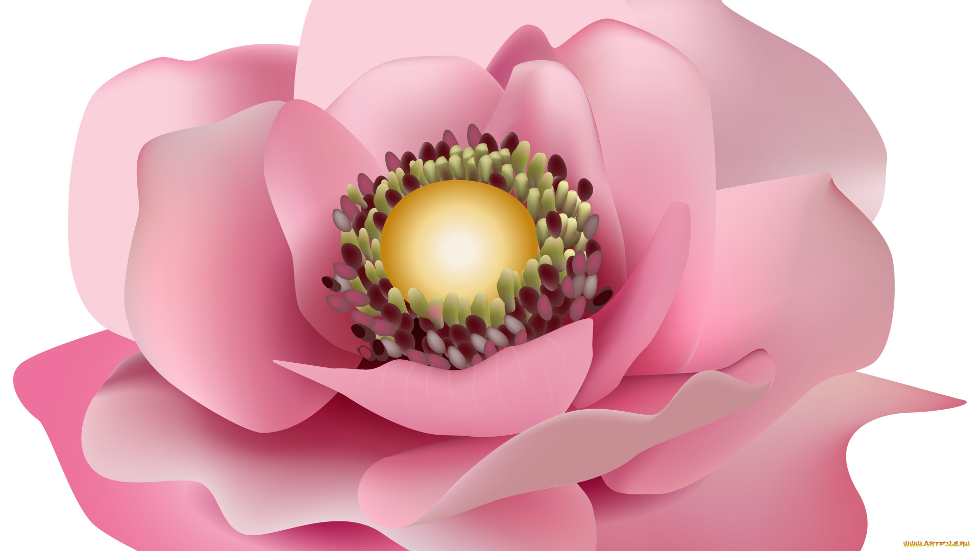 векторная, графика, цветы, , flowers, цветы, фон, лепестки