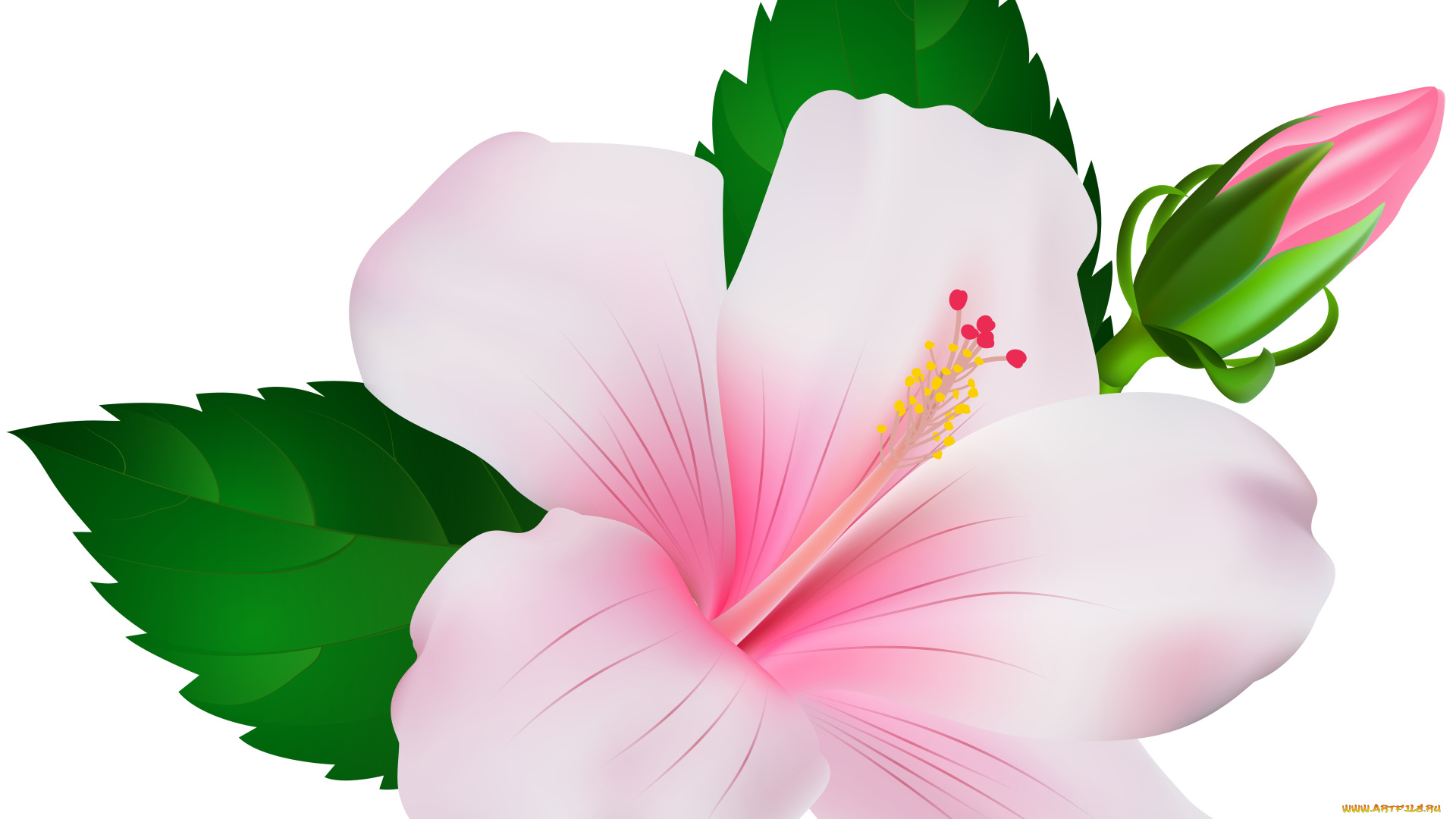 векторная, графика, цветы, , flowers, цветы, фон, лепестки