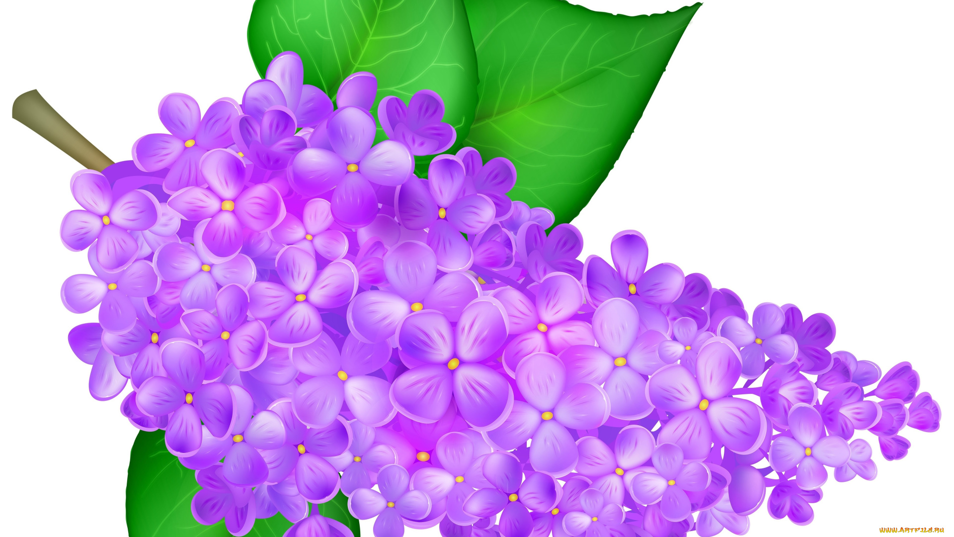 векторная, графика, цветы, , flowers, фон, цветы, лепестки