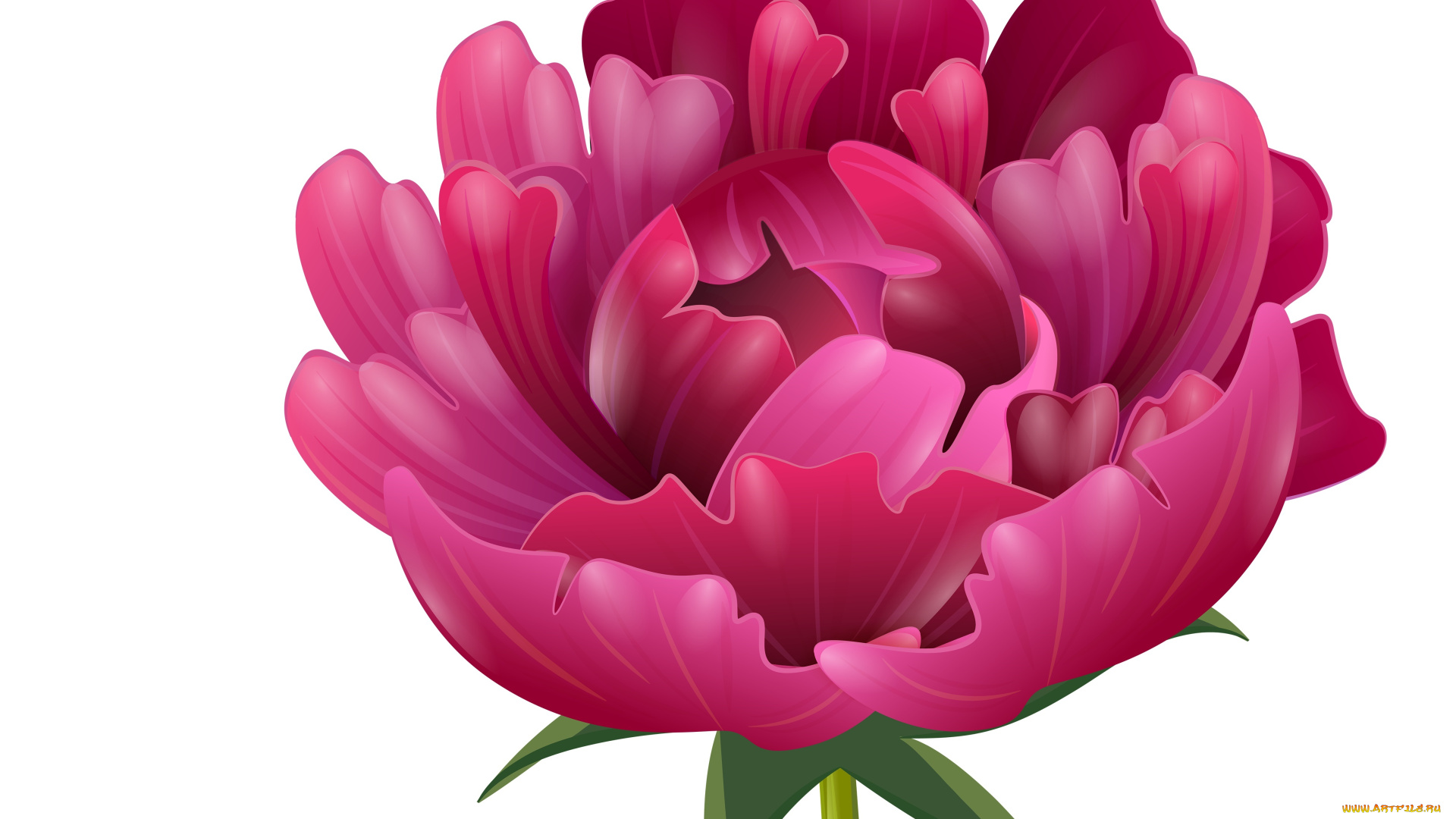 векторная, графика, цветы, , flowers, лепестки, фон, цветы