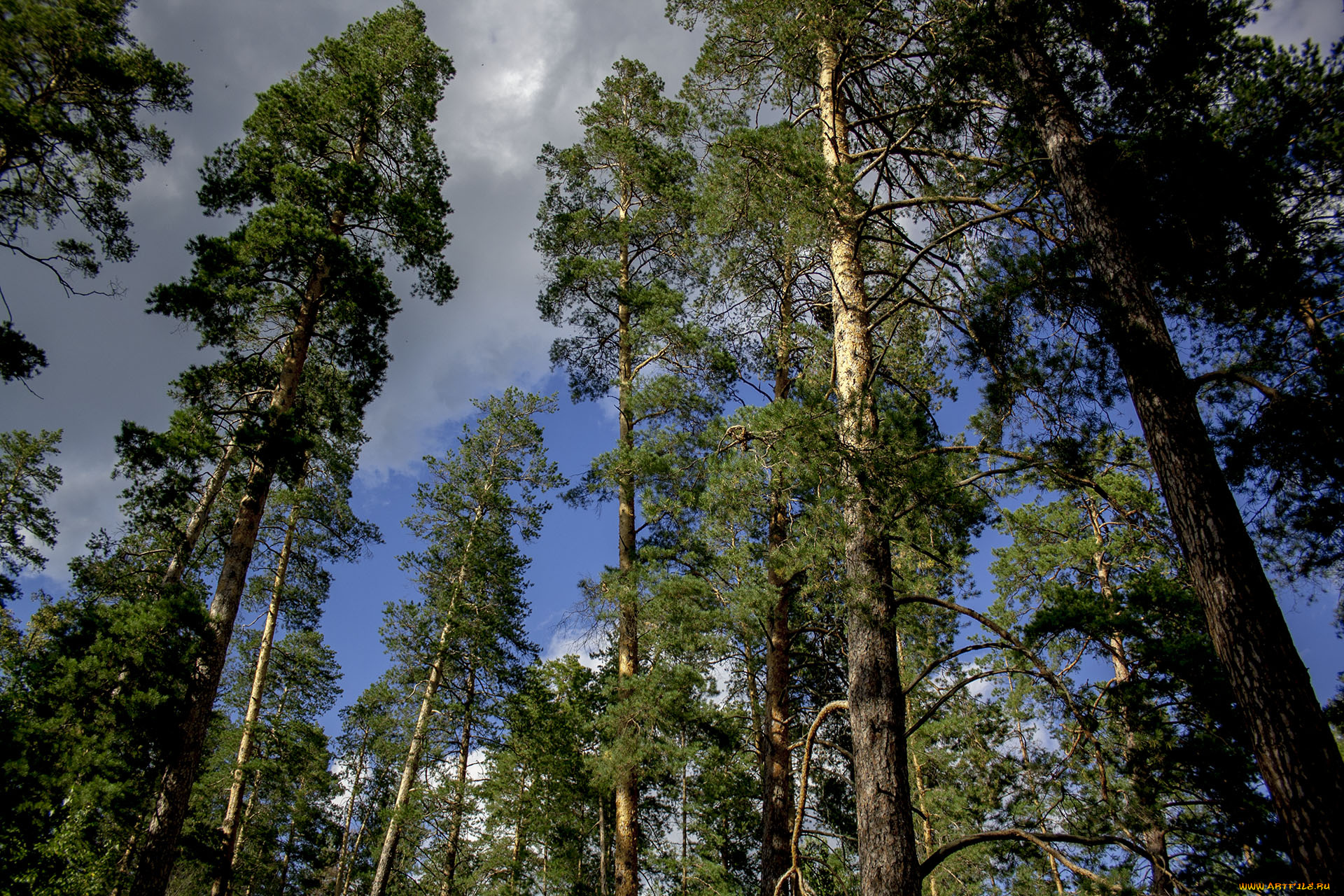 бузулукский, бор, природа, лес, бузулукский, бор, деревья, сосны