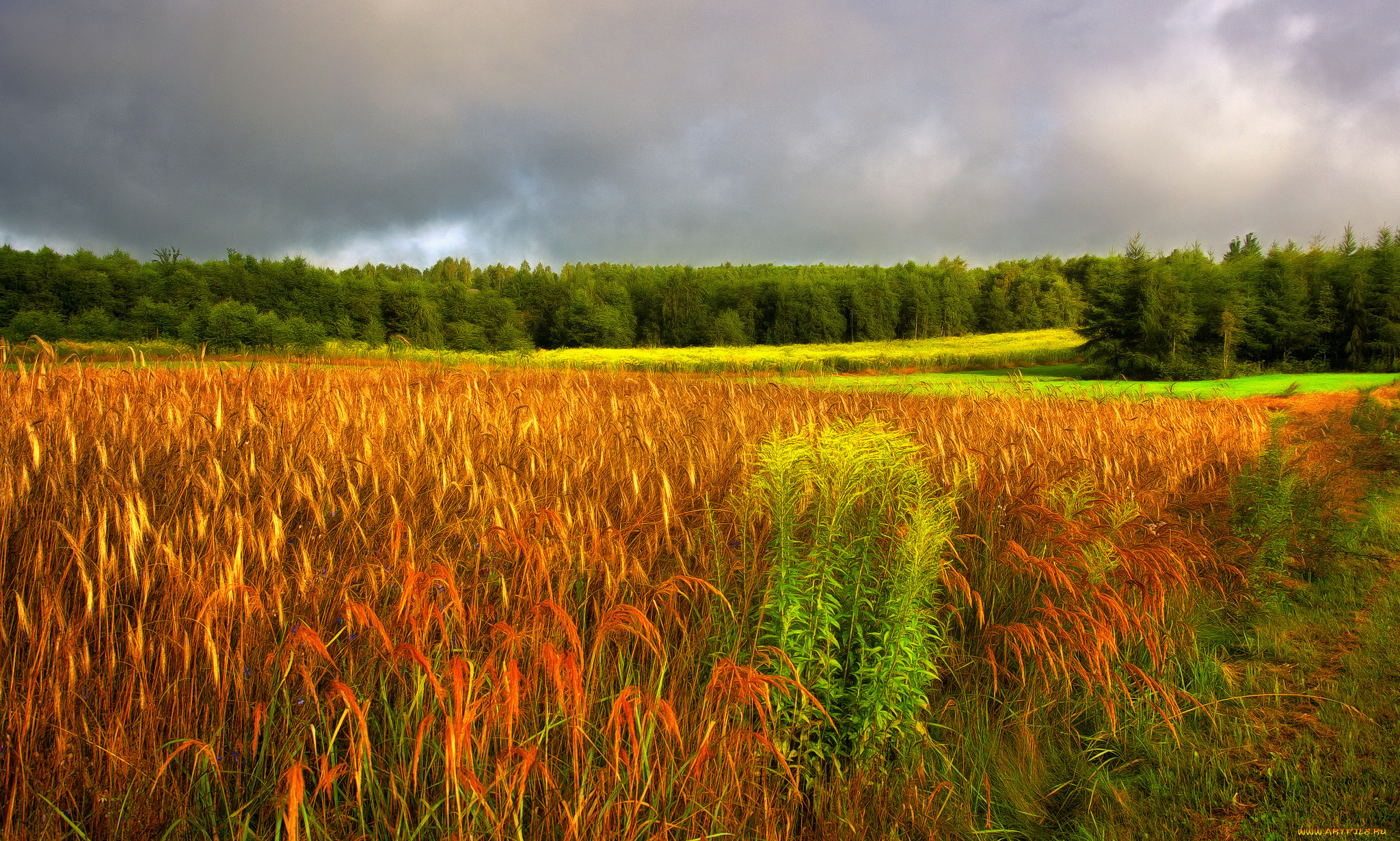 природа, поля, простор