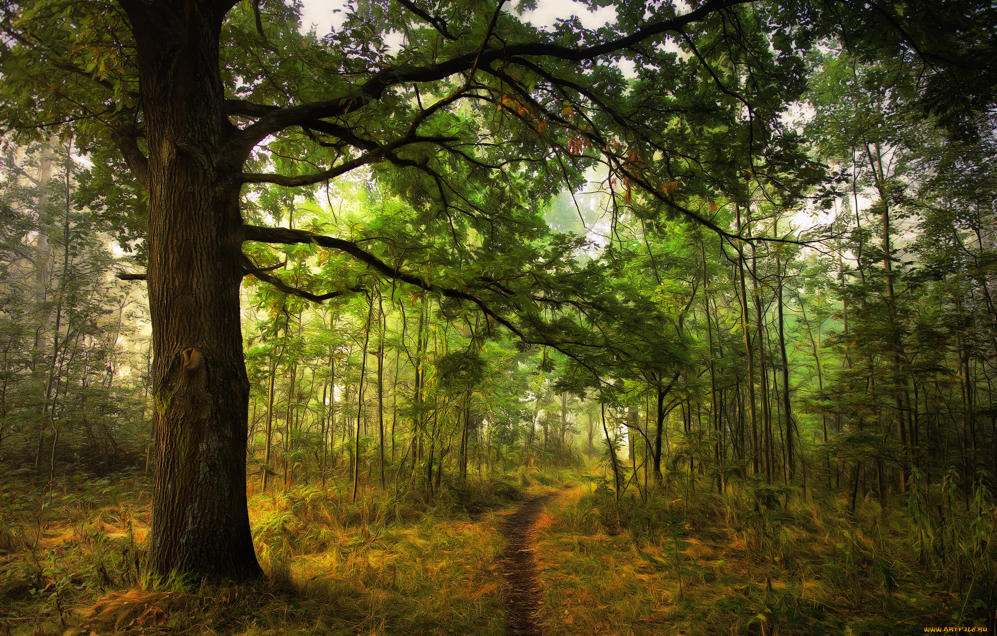 природа, лес, простор