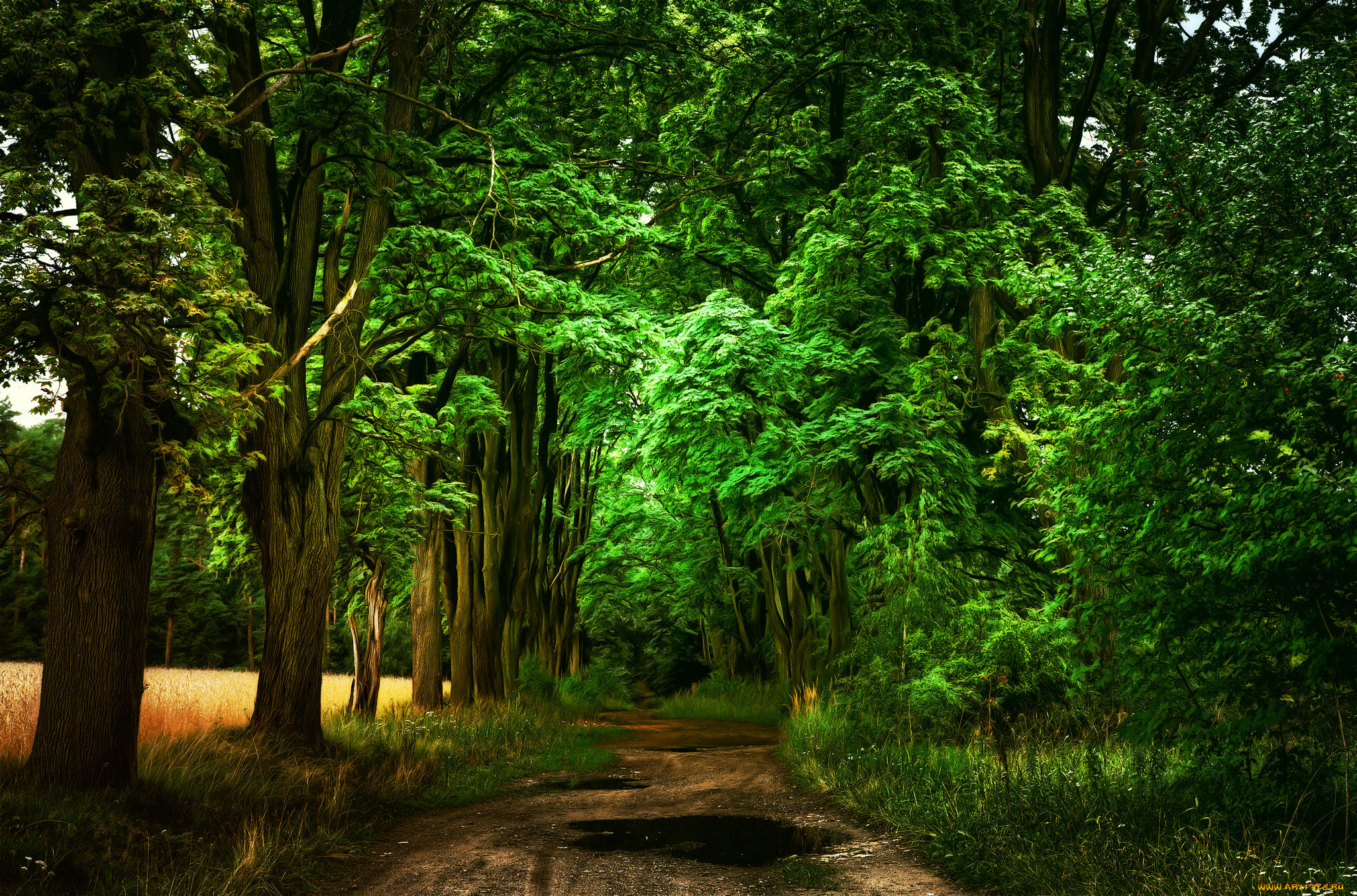 природа, дороги, простор