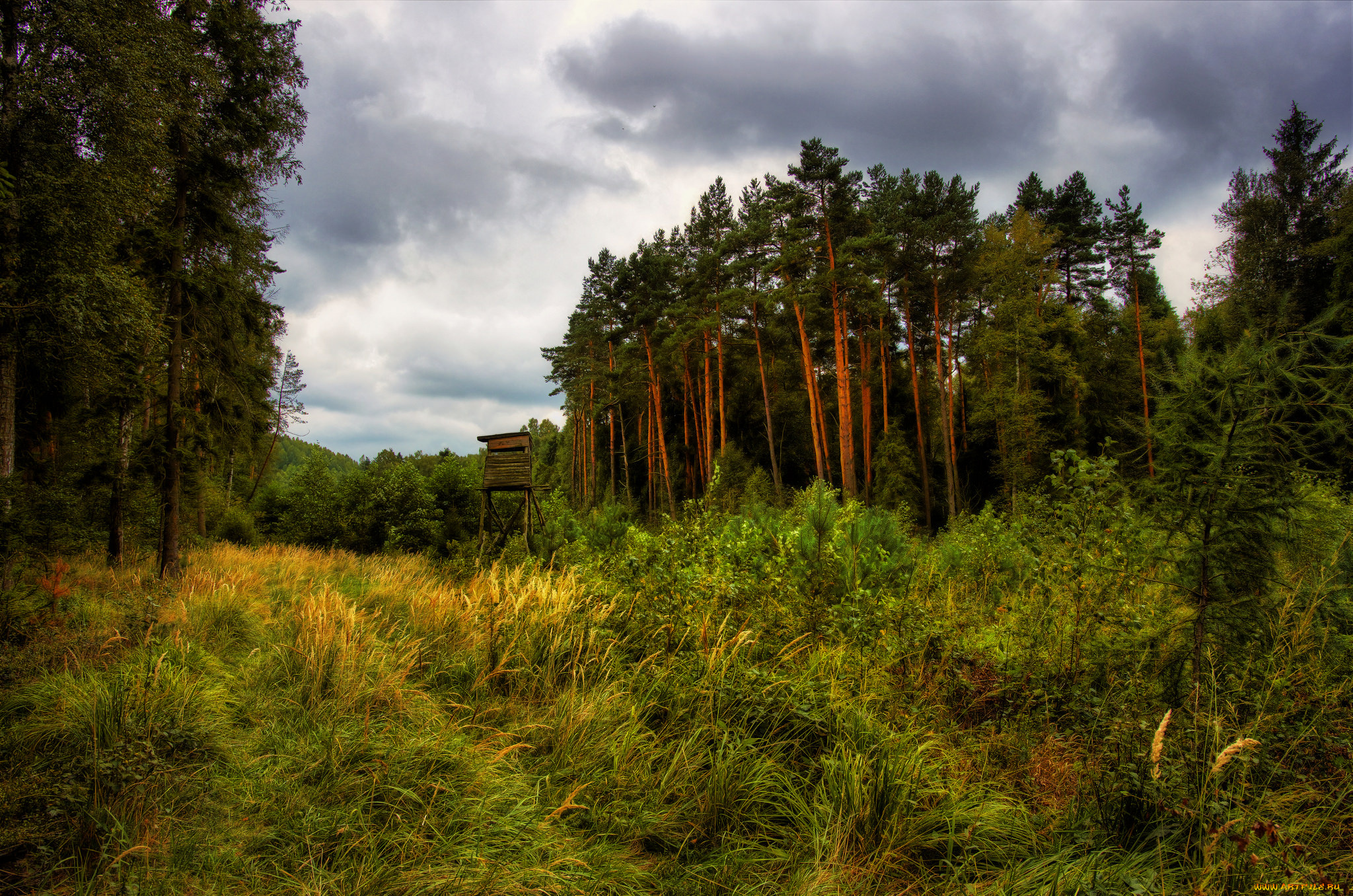 природа, лес, простор