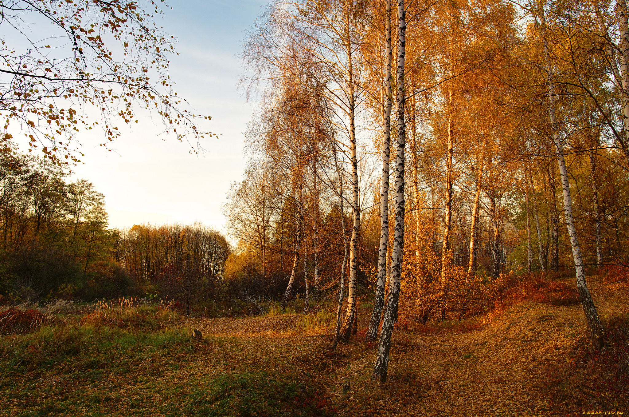 природа, лес, простор