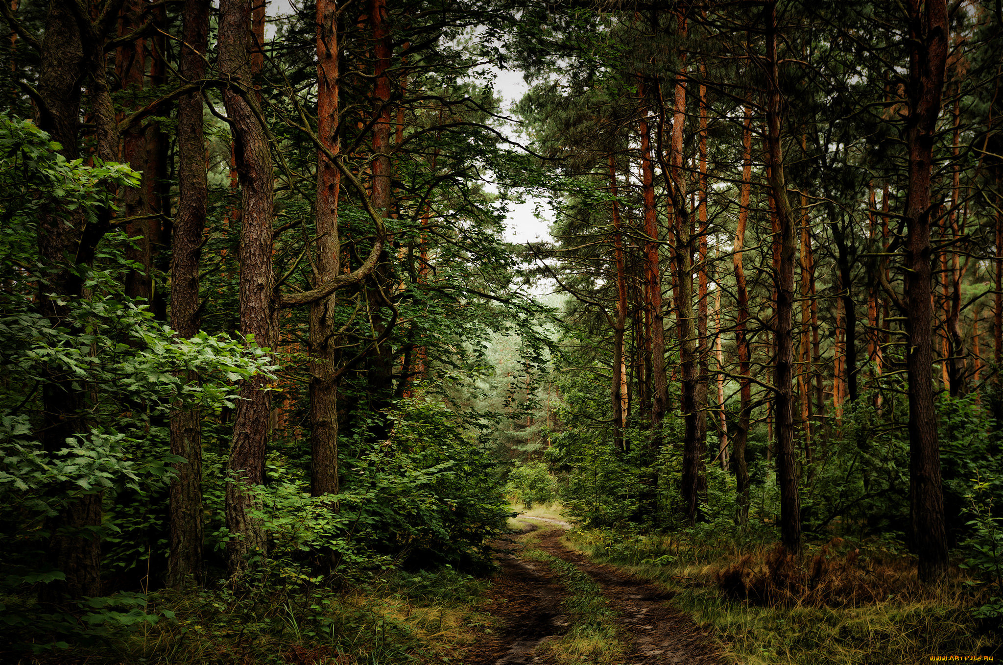 природа, лес, простор