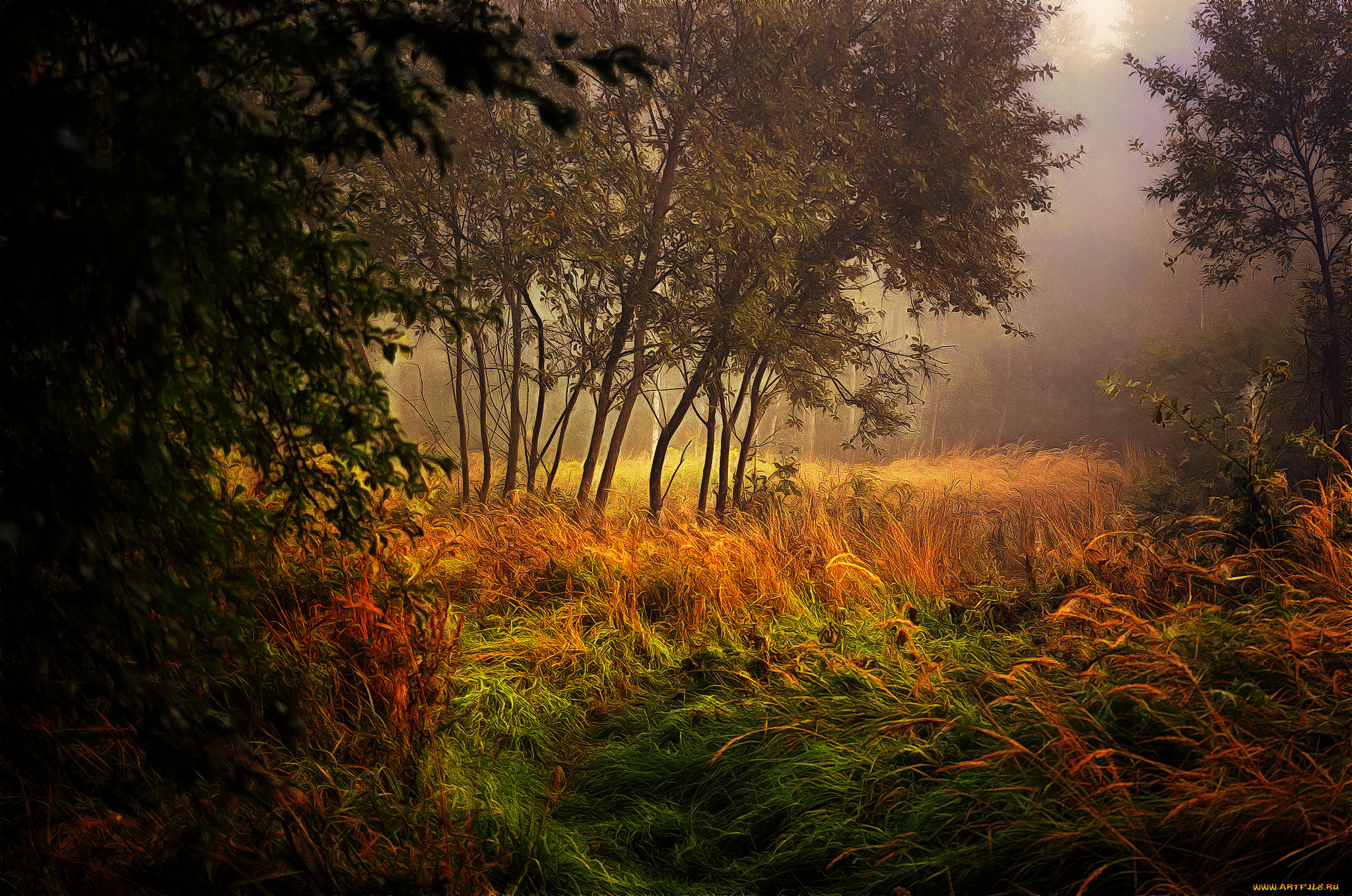 природа, лес, простор