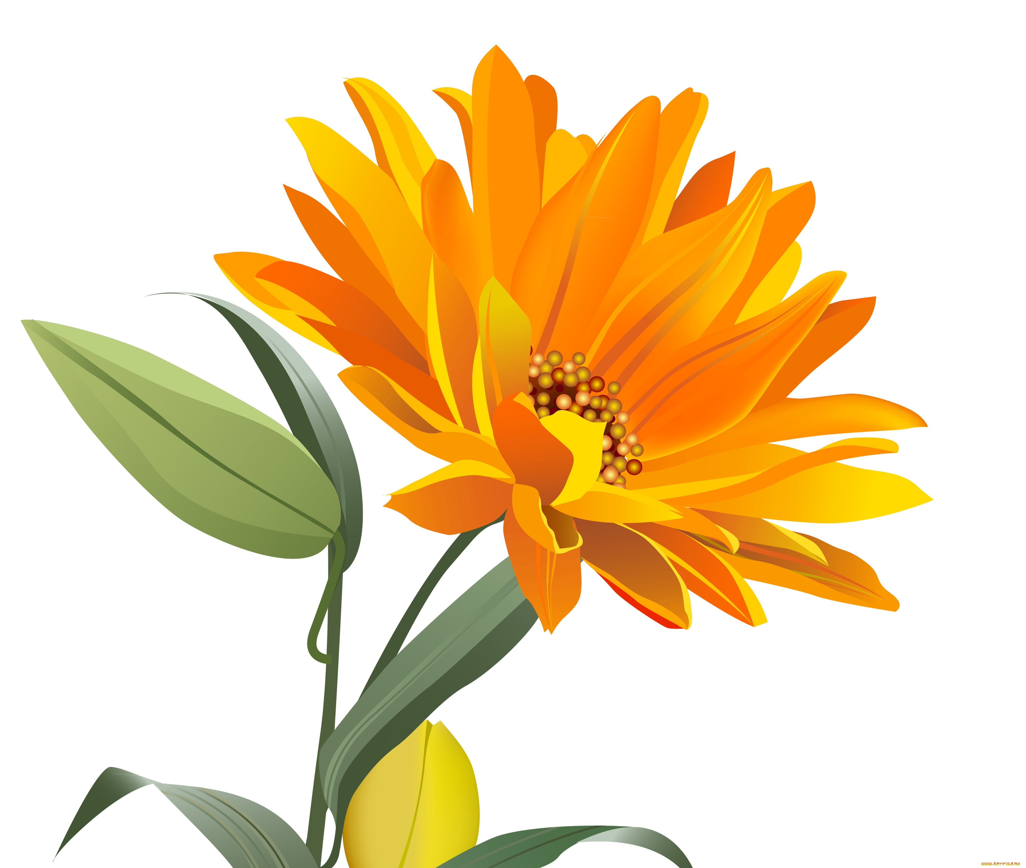 векторная, графика, цветы, , flowers, цветы, фон, лепестки