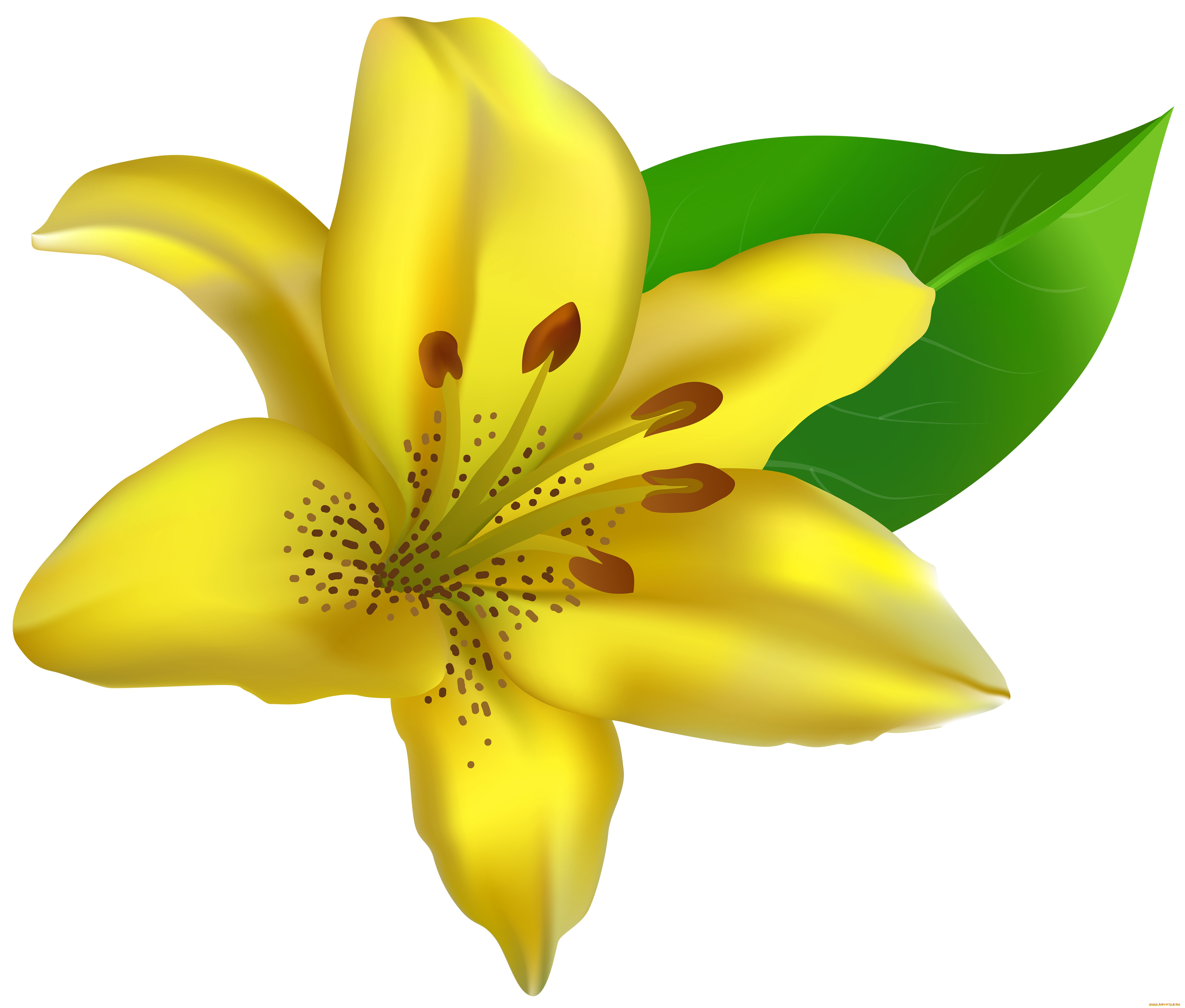 векторная, графика, цветы, , flowers, цветы, фон, лепестки