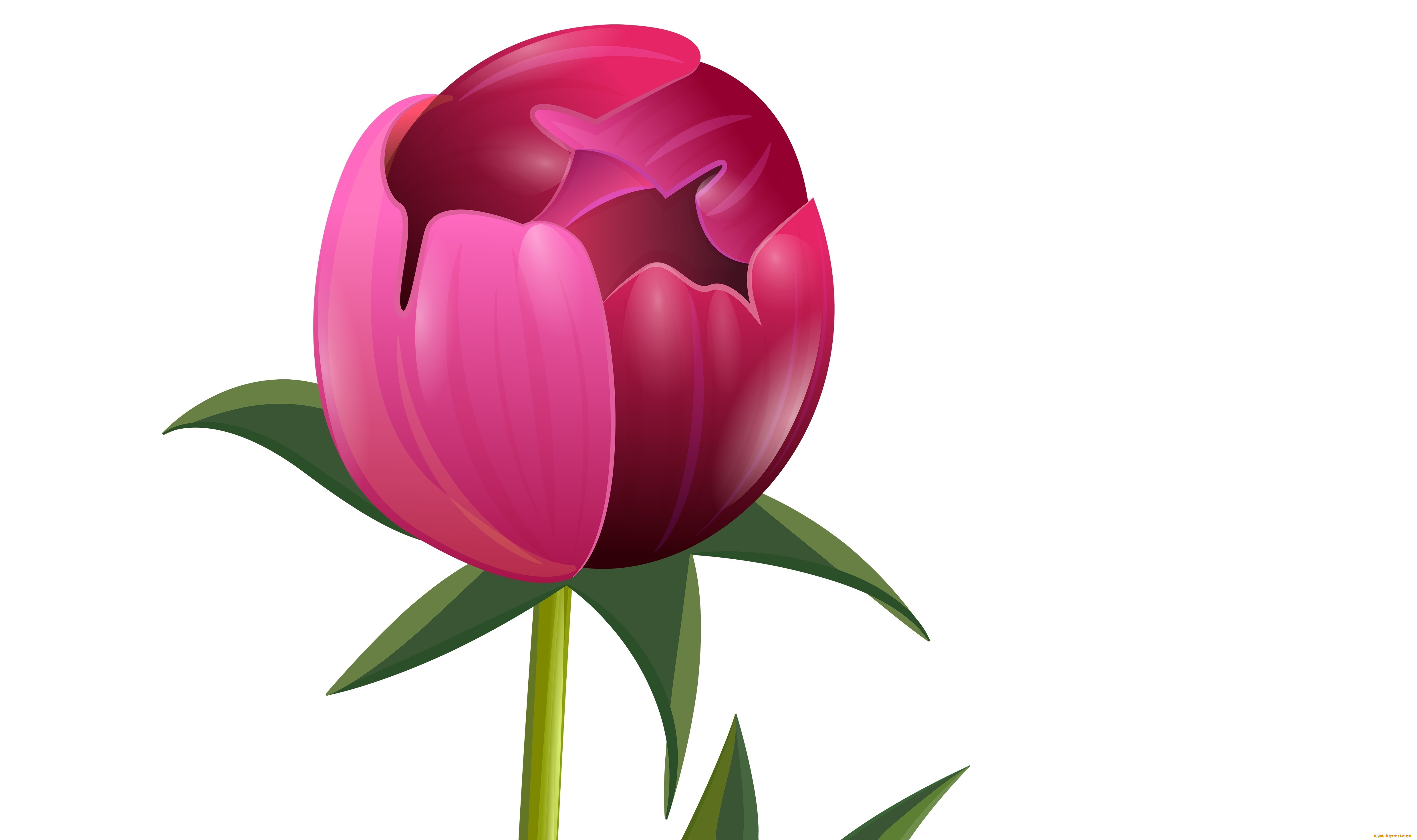 векторная, графика, цветы, , flowers, цветы, фон, лепестки