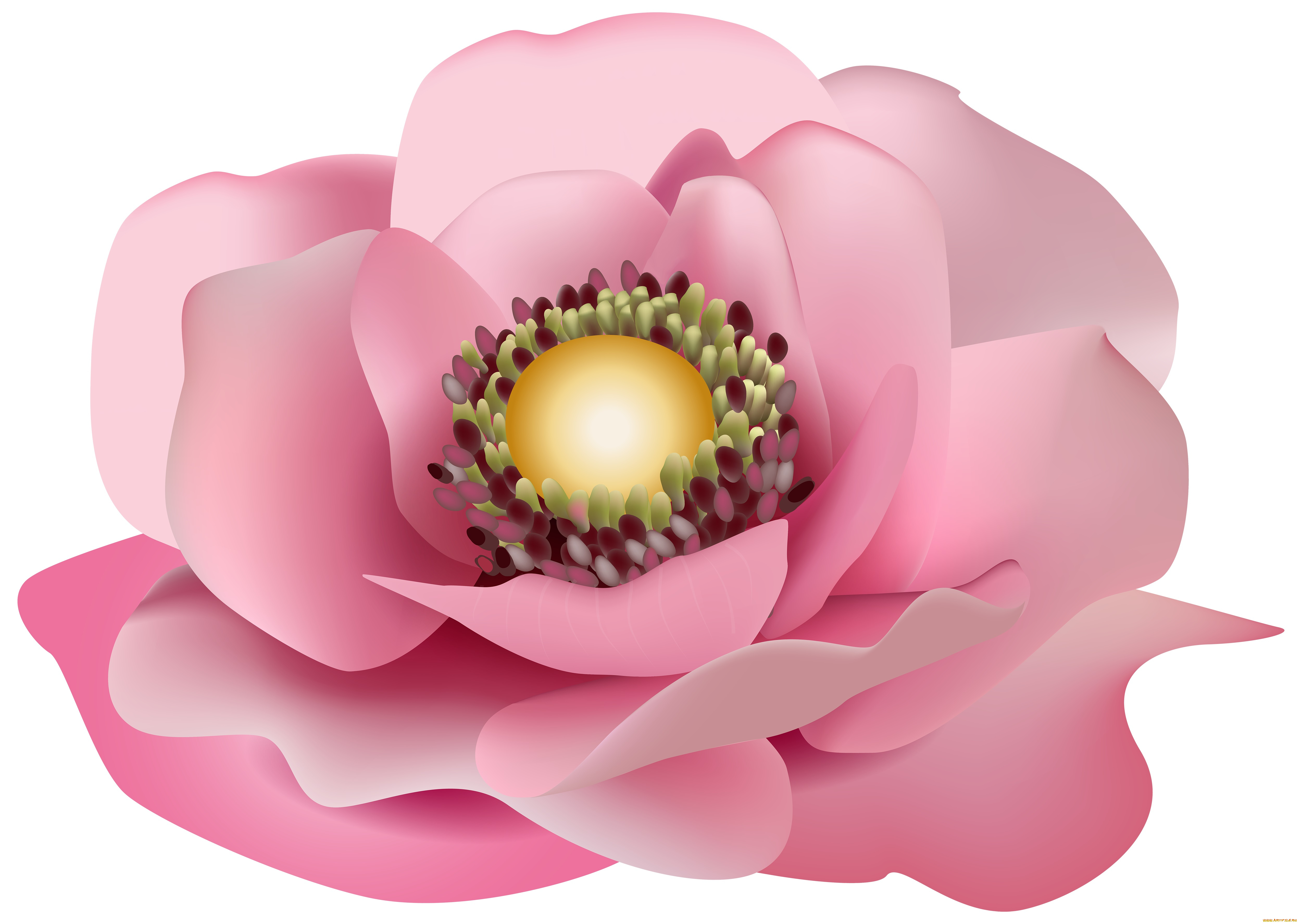 векторная, графика, цветы, , flowers, цветы, фон, лепестки