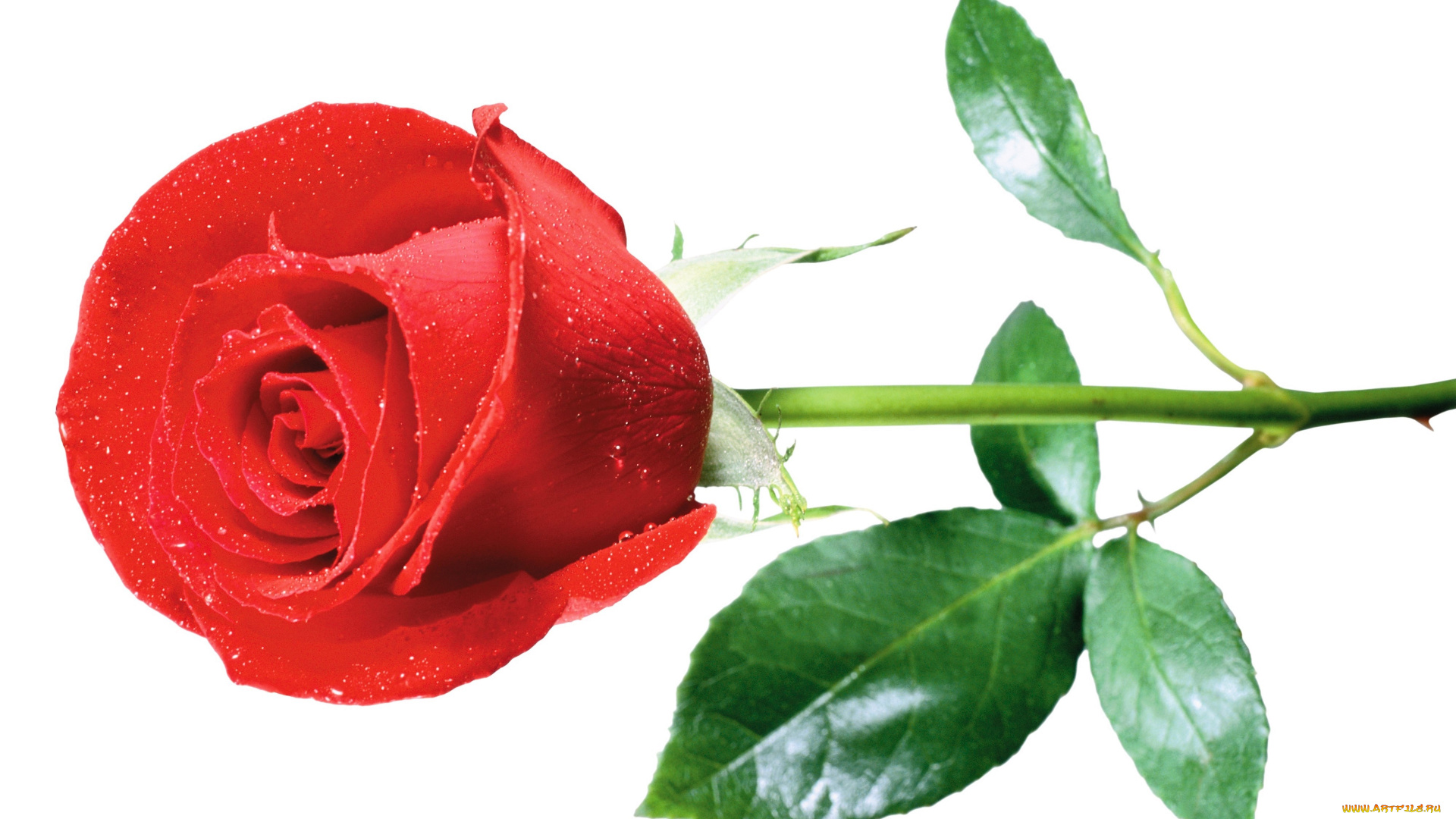 цветы, розы, красная, роза