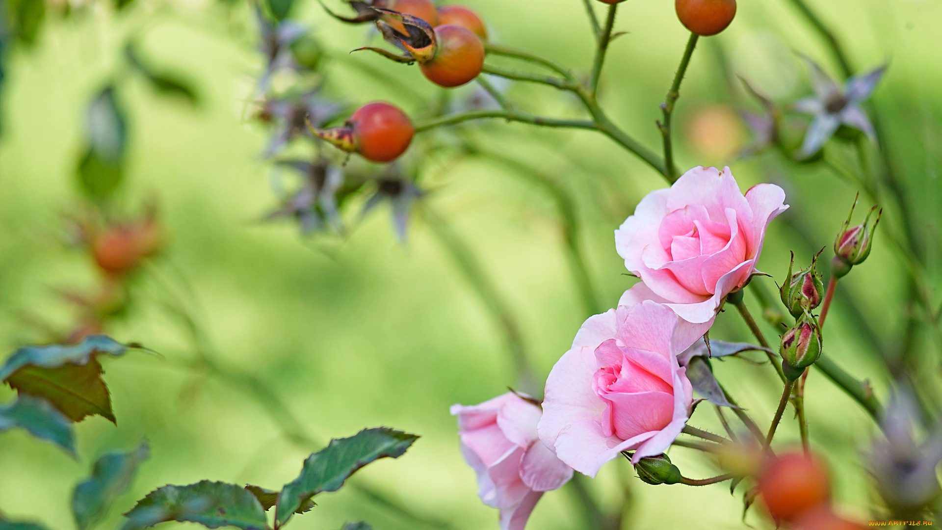 цветы, розы, розовые